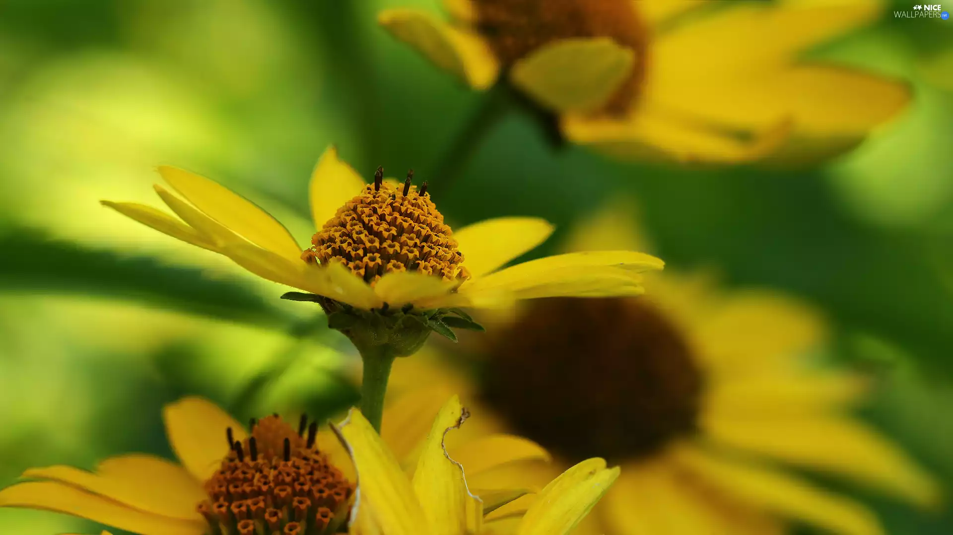 Flowers, Yellow, Sunflowers