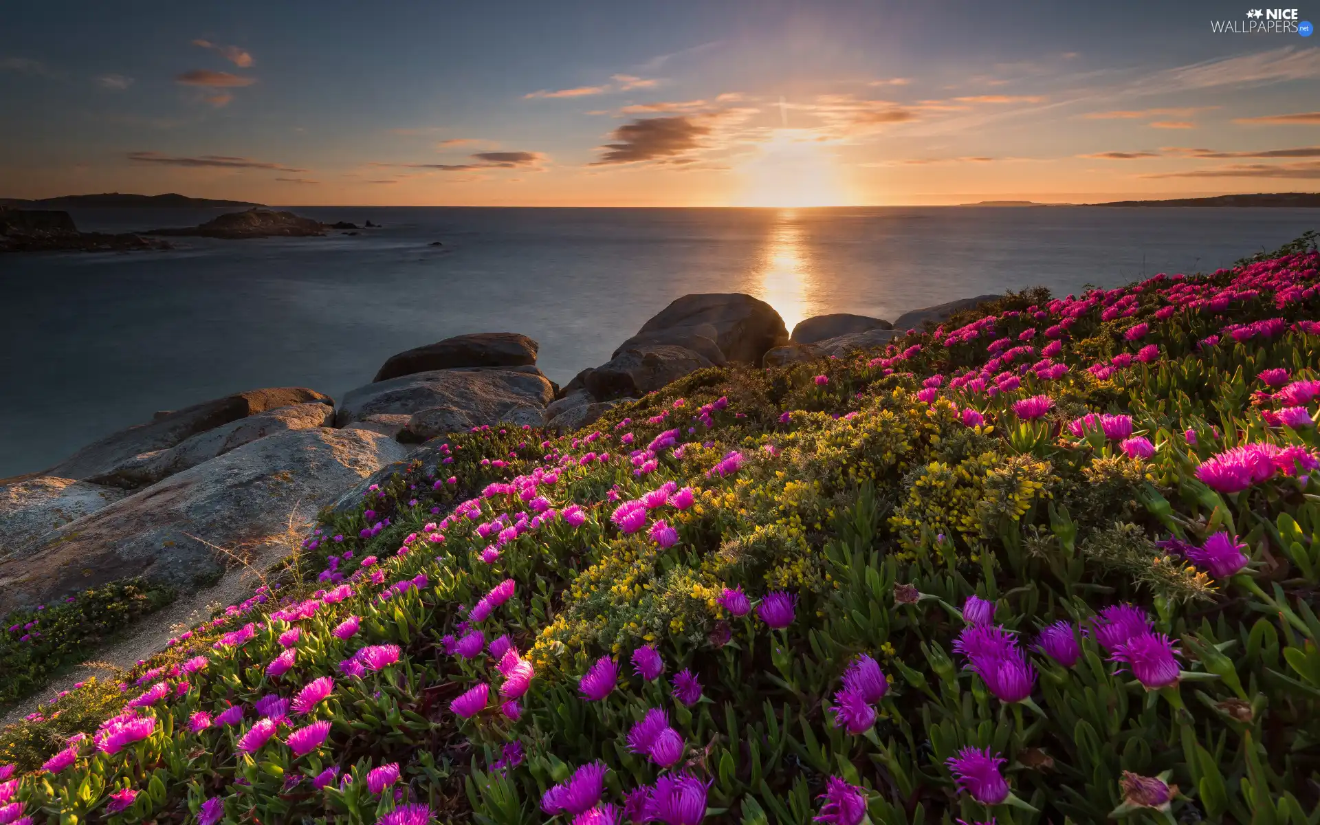 rocks, sea, Pink, Flowers, Coast, Sunrise
