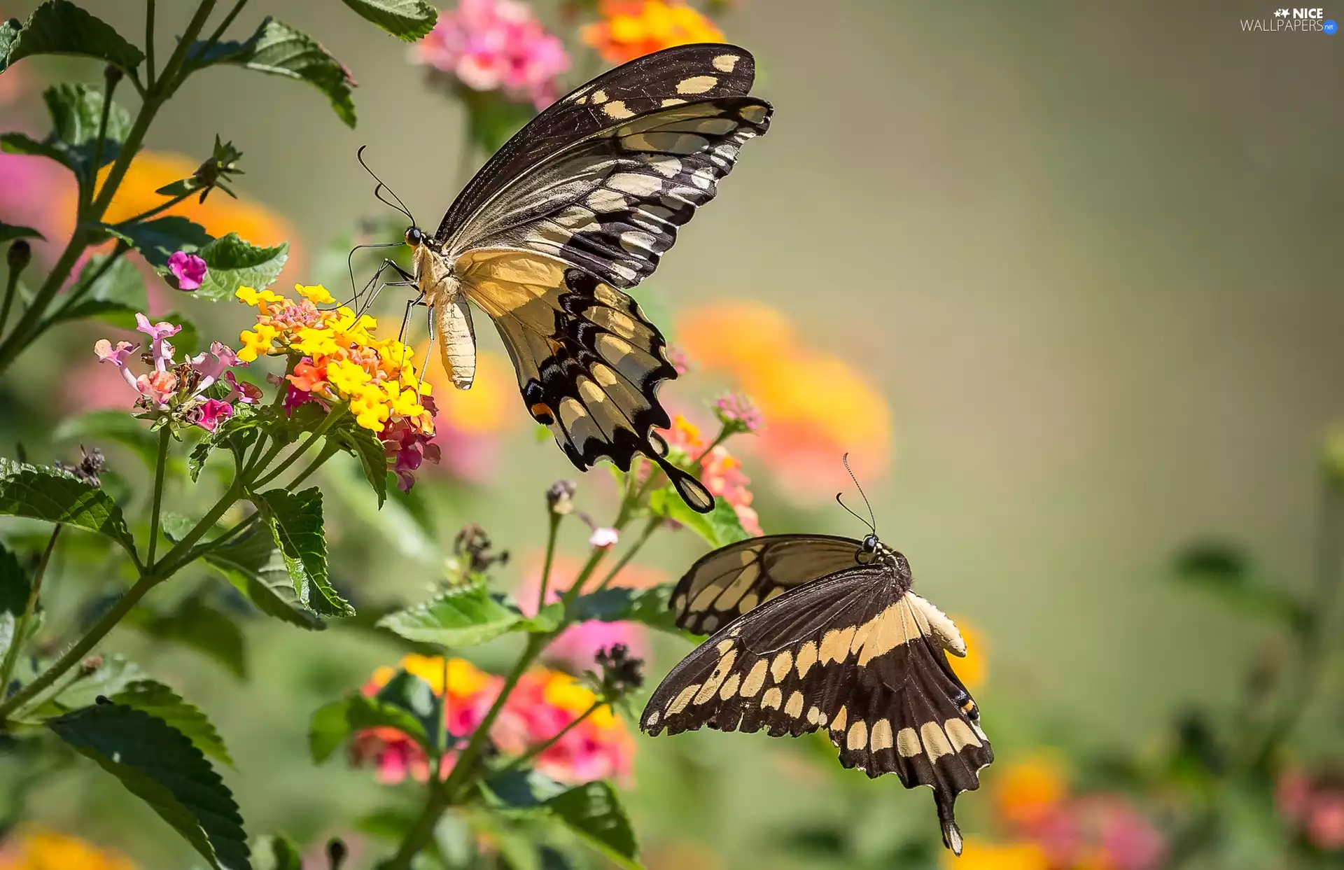 Flowers, butterflies, Swallowtails