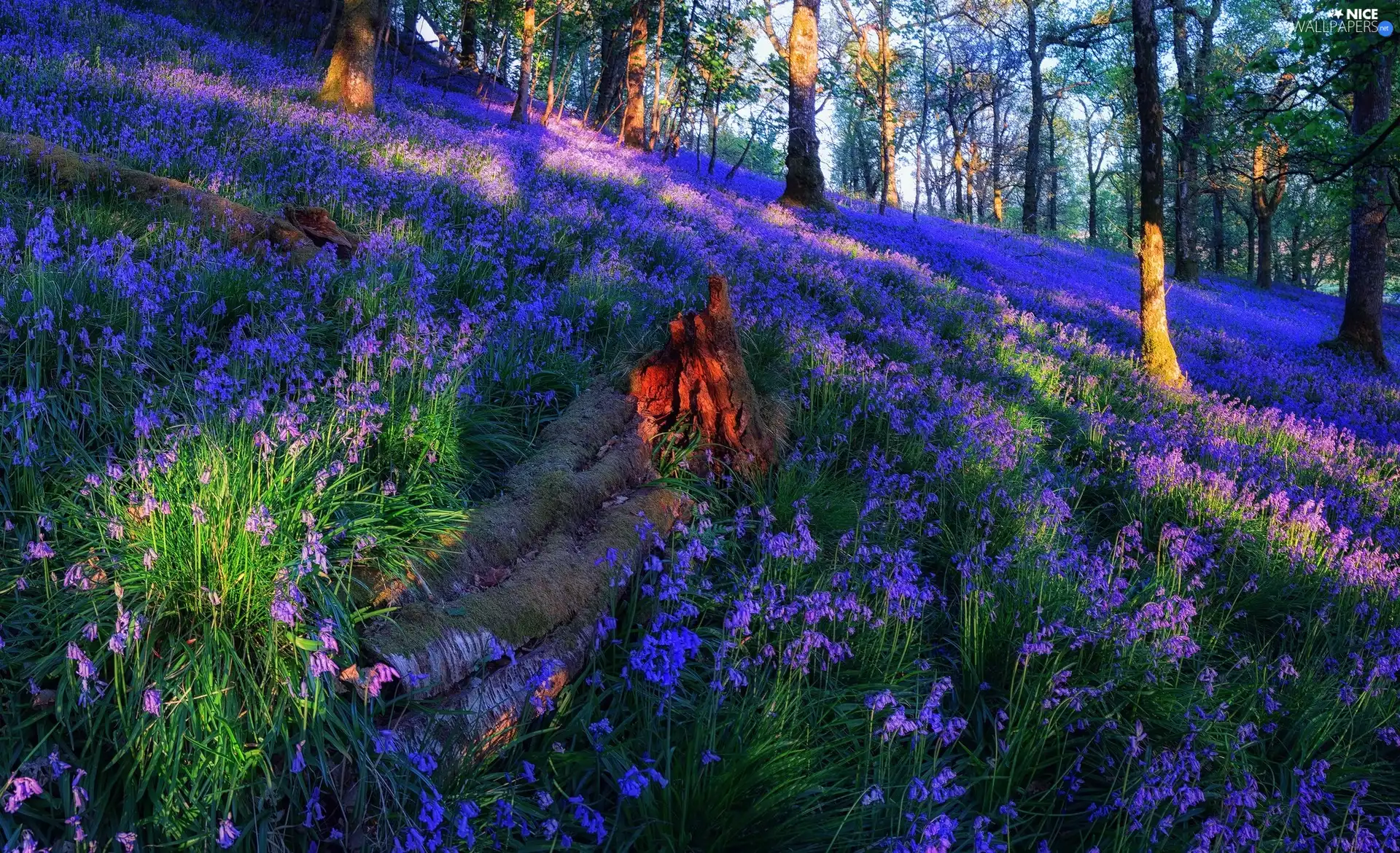 car in the meadow, Scotland, ringtones, Piercing Light Meadow, Flowers, Forest Trossachs