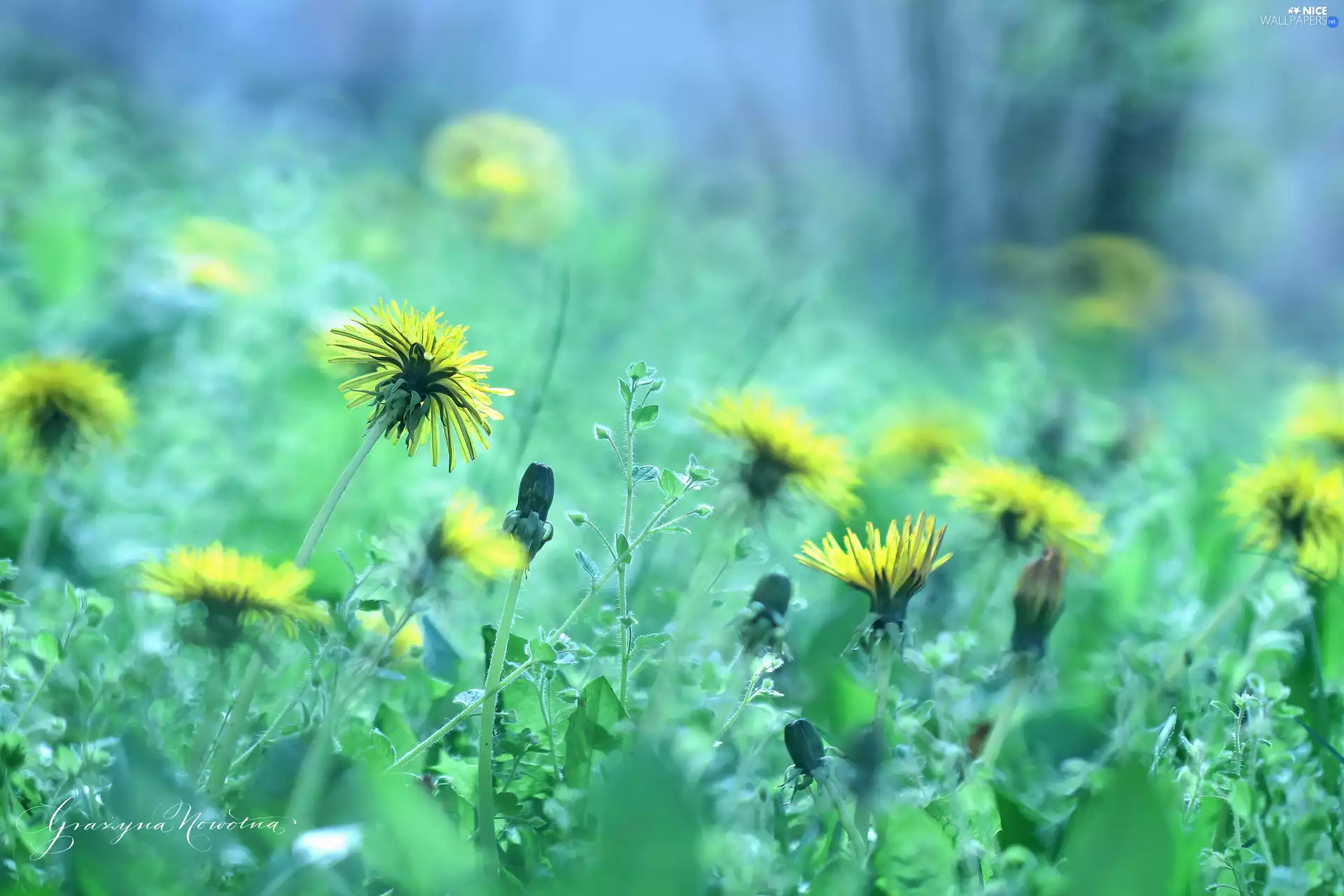 Common Dandelion, Yellow, Flowers, sow-thistle