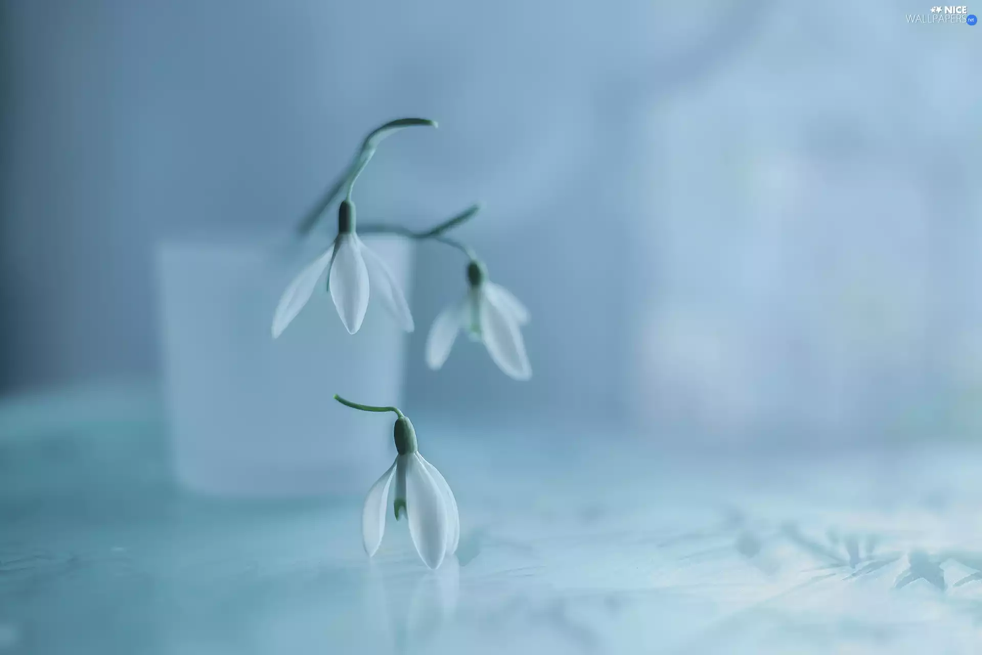 Flowers, snowdrops, Three