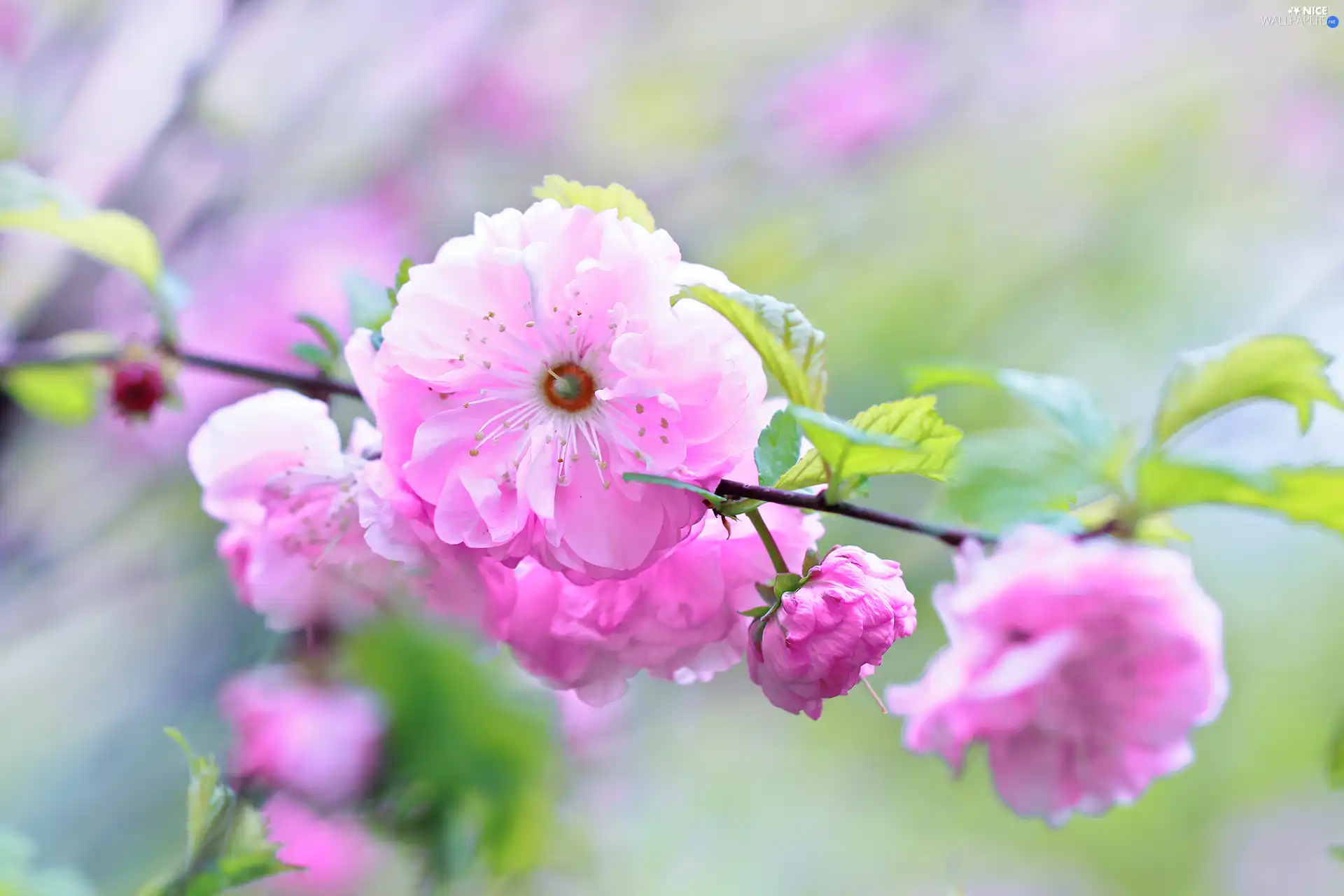 tonsil, Pink, Flowers, Bush