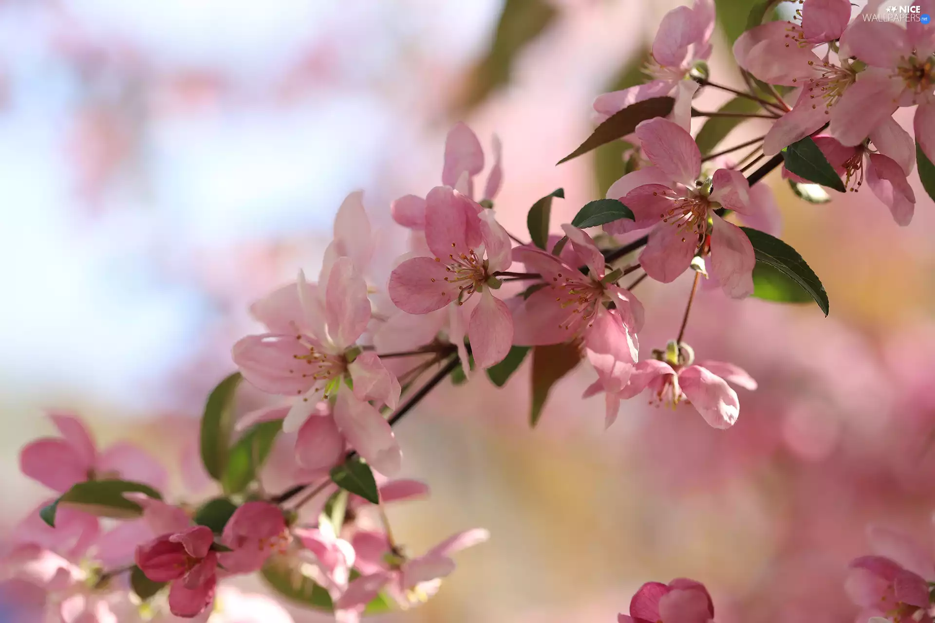 Paradise Apple tree, Flowers, Fruit Tree, Pink