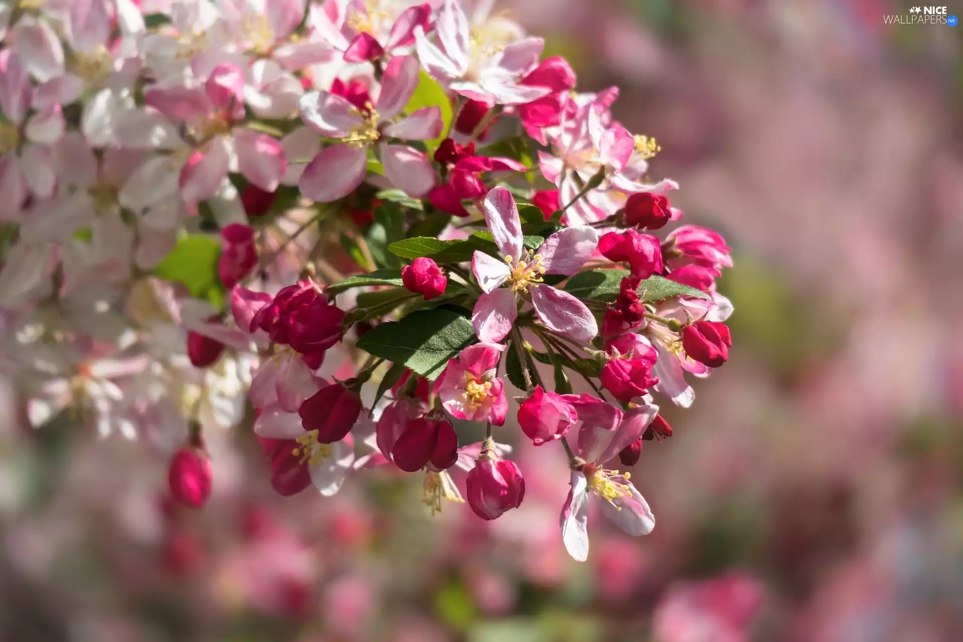 Blossoming, apple-tree, Flowers, Fruit Tree, twig