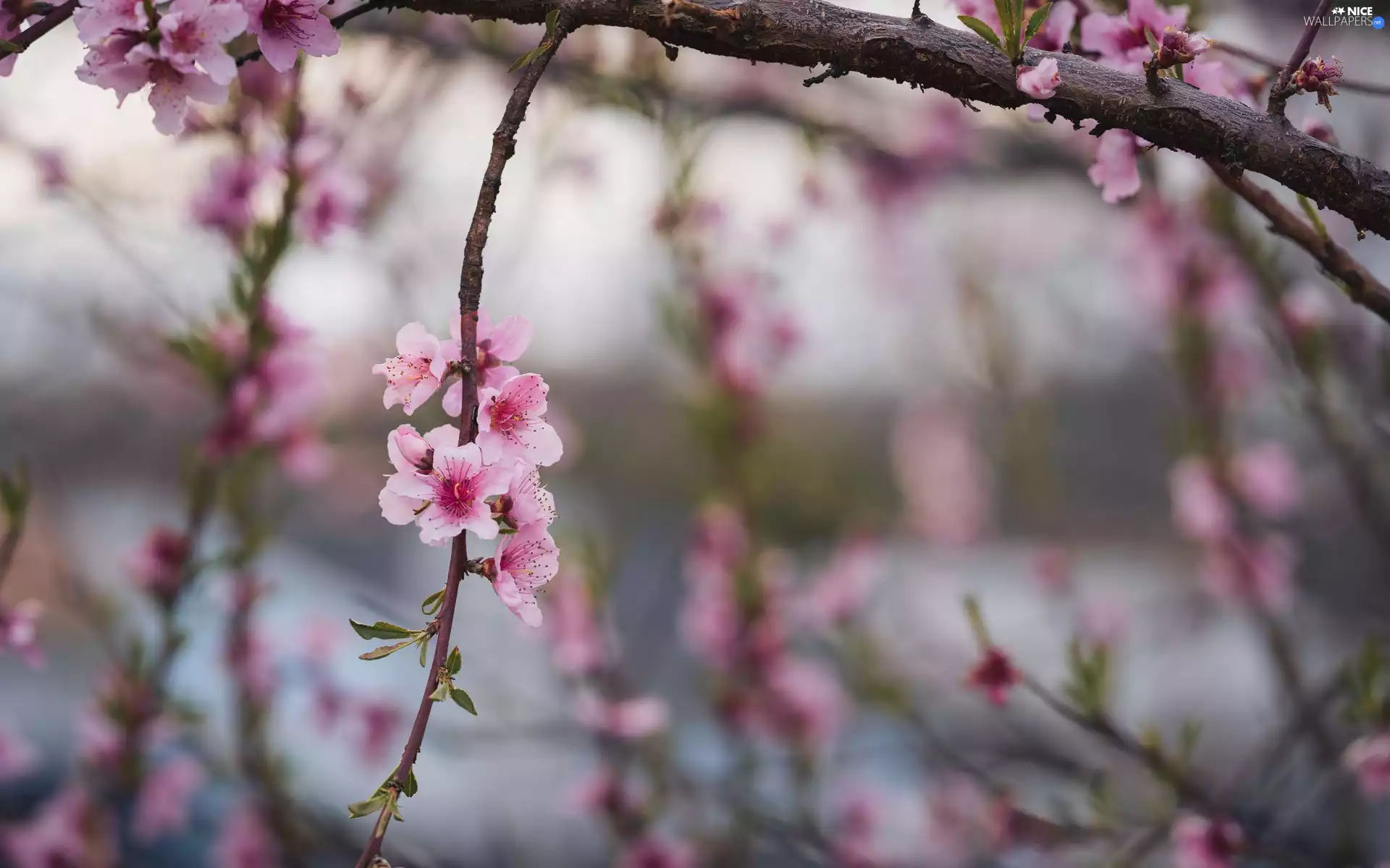 flakes, branch, peach, Flowers, Fruit Tree