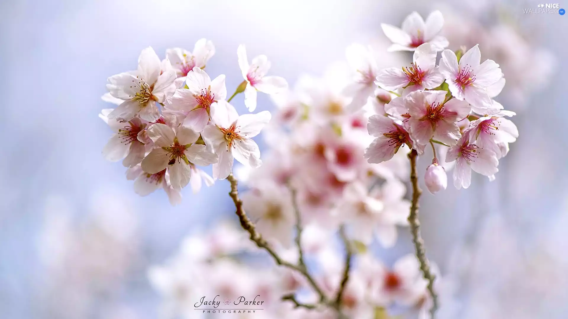 Pink, rapprochement, twig, Flowers, Fruit Tree