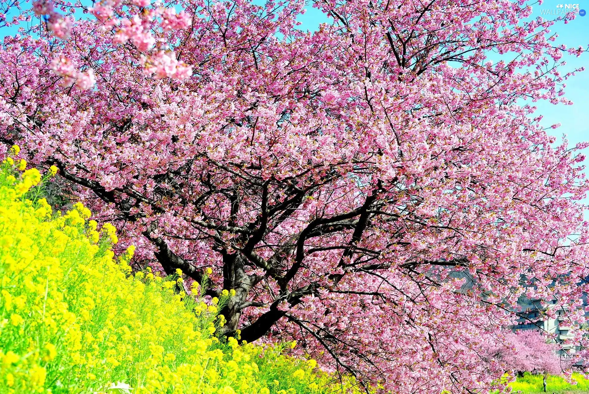 Flowers, flourishing, trees