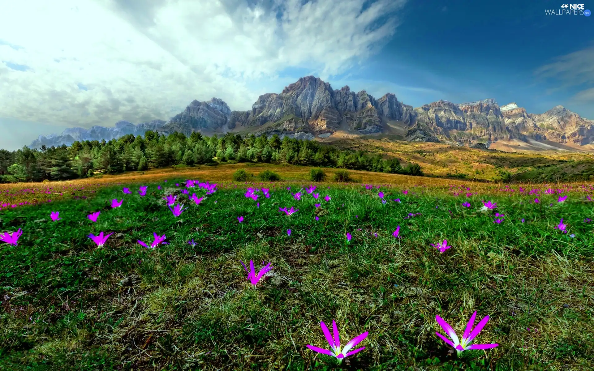trees, Meadow, Flowers, viewes