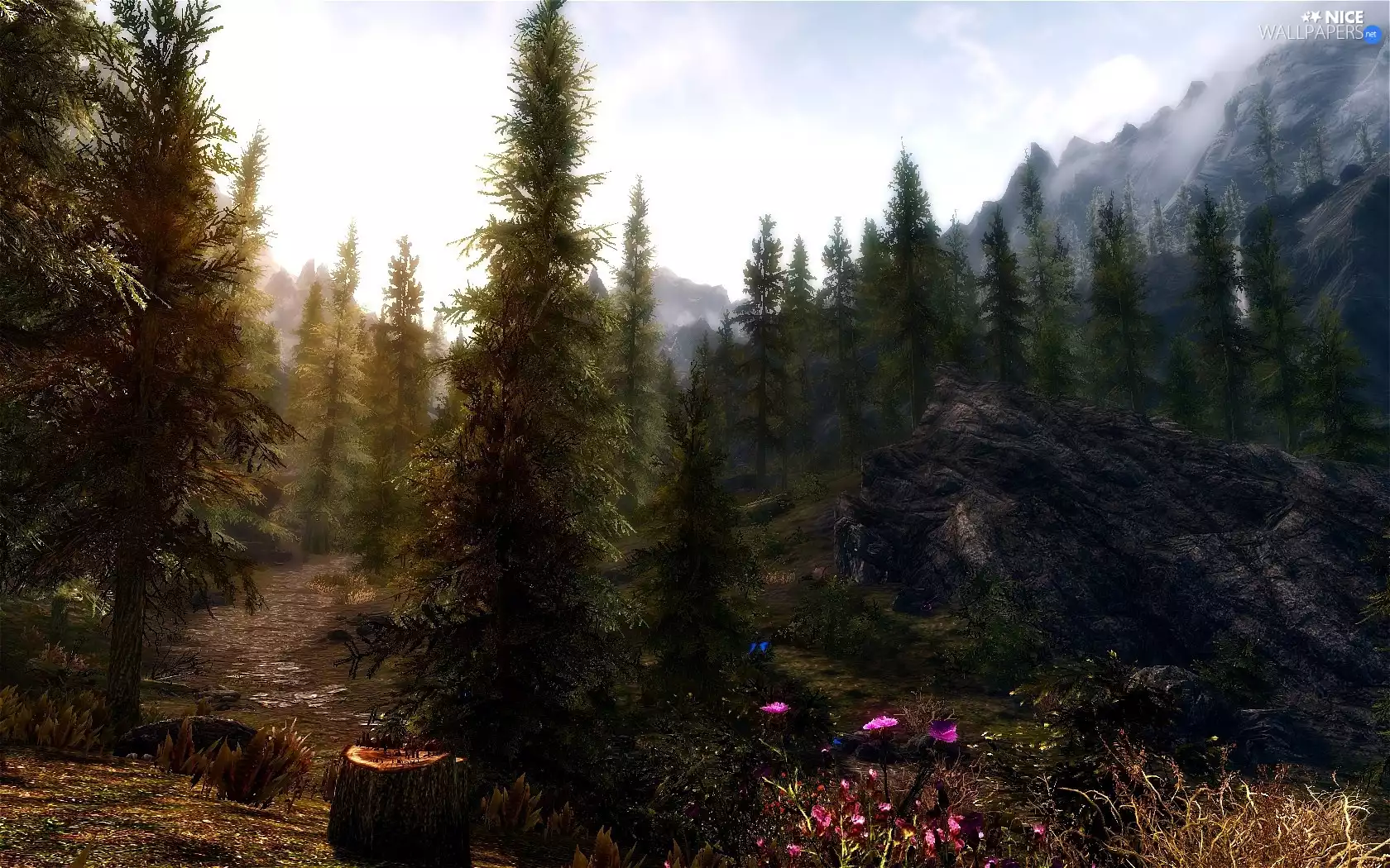 Conifers, Flowers, trees, viewes, Mountains