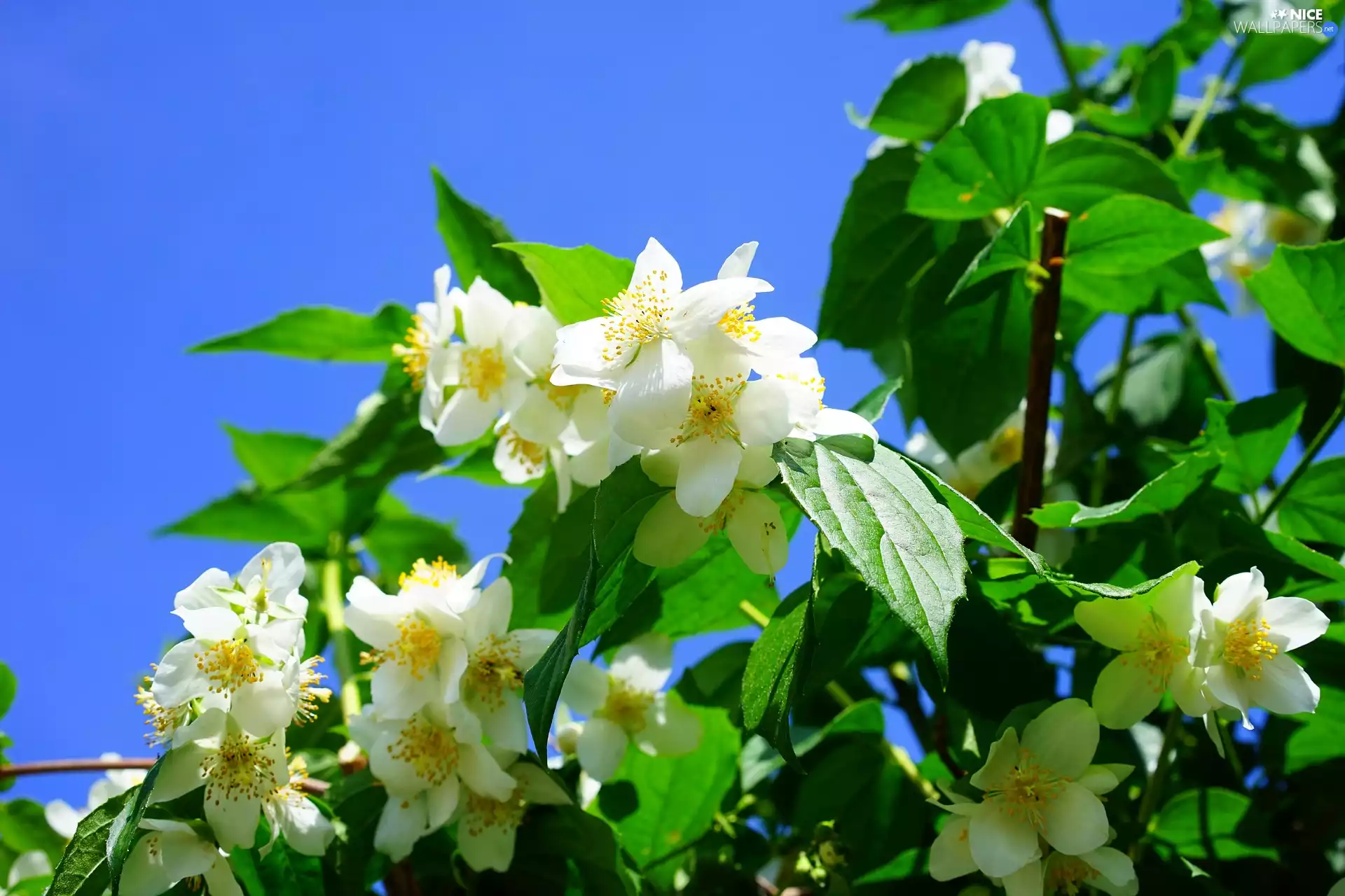 Mock Orange, Sky, Flowers, Leaf, trees