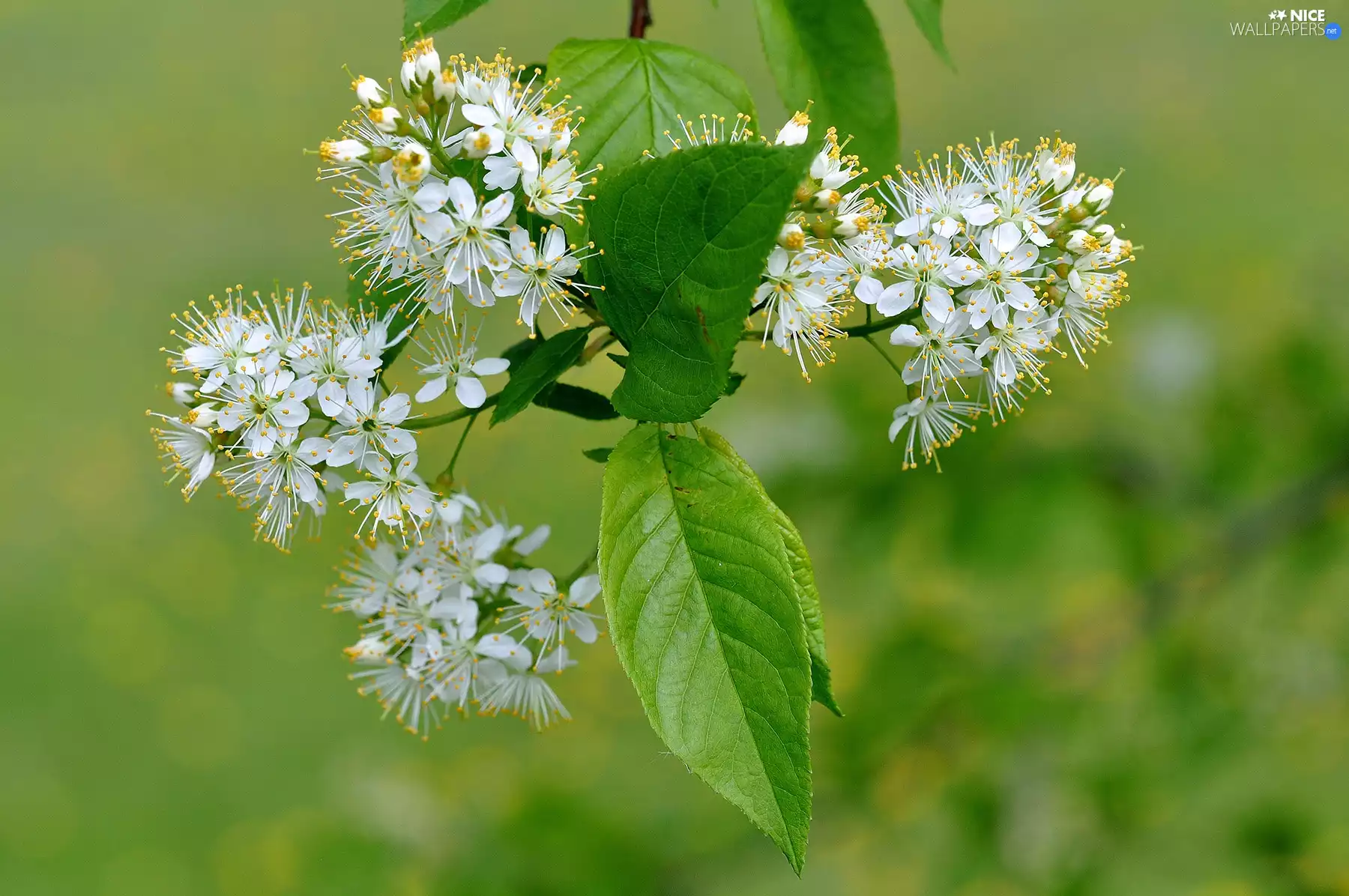 fruit, Flowers, trees, viewes, twig