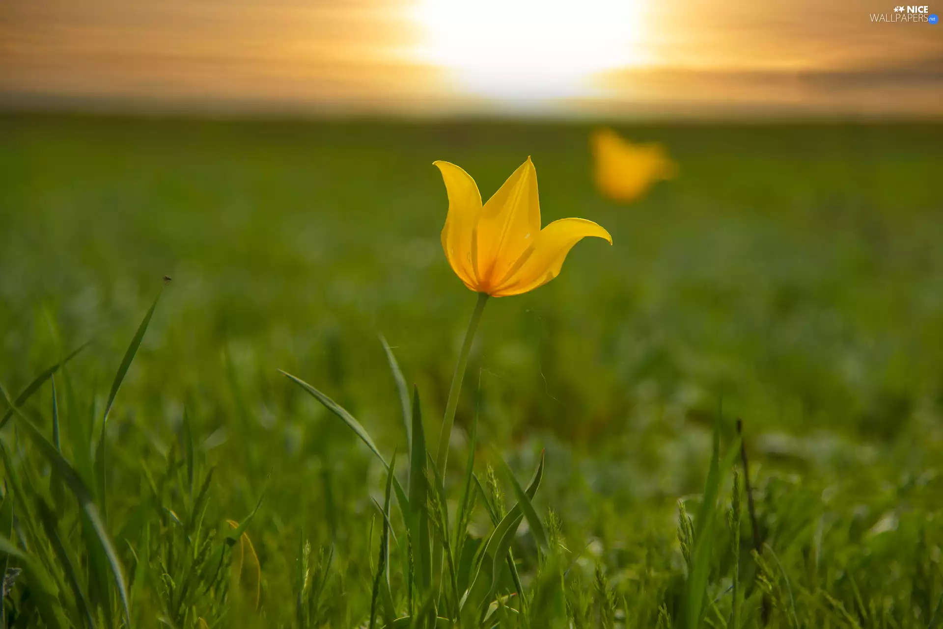 Colourfull Flowers, tulip, grass, Yellow