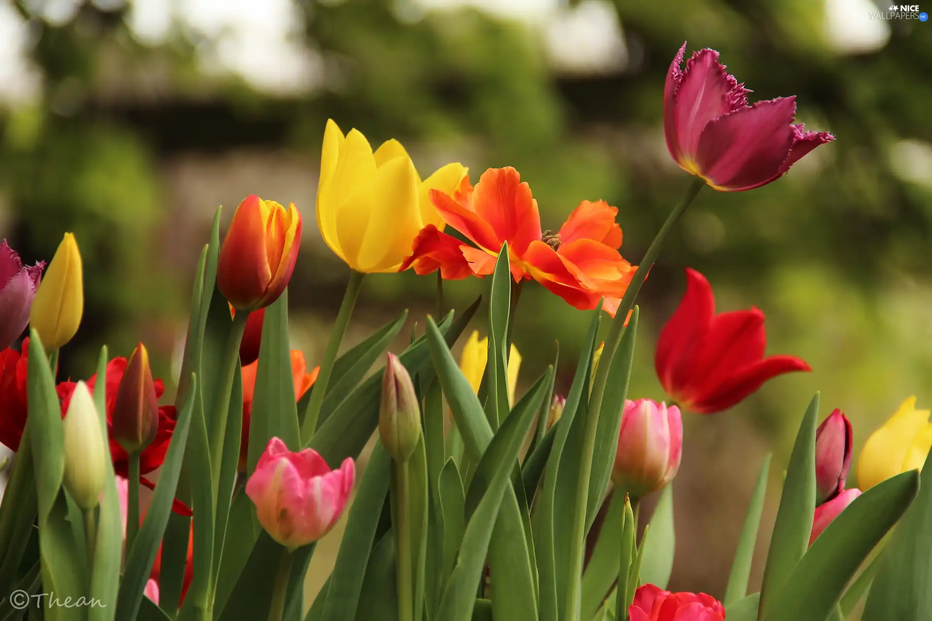 Flowers, color, Tulips