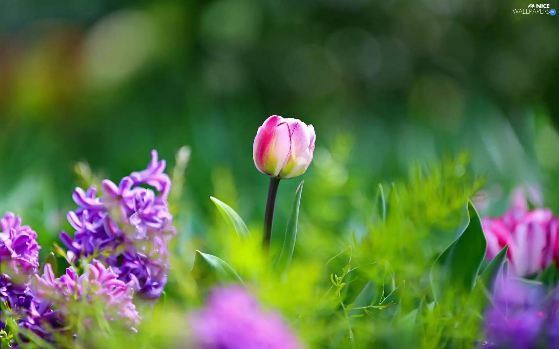 Tulips, Bokeh, Garden, Flowers