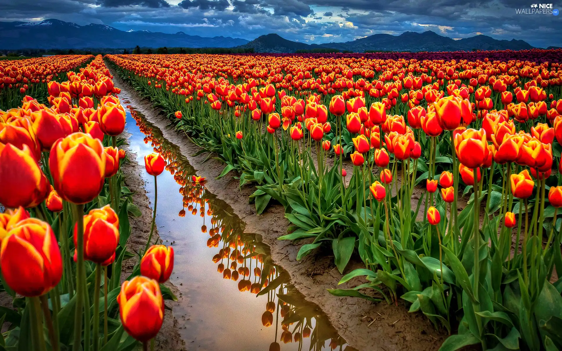 Tulips, Flowers