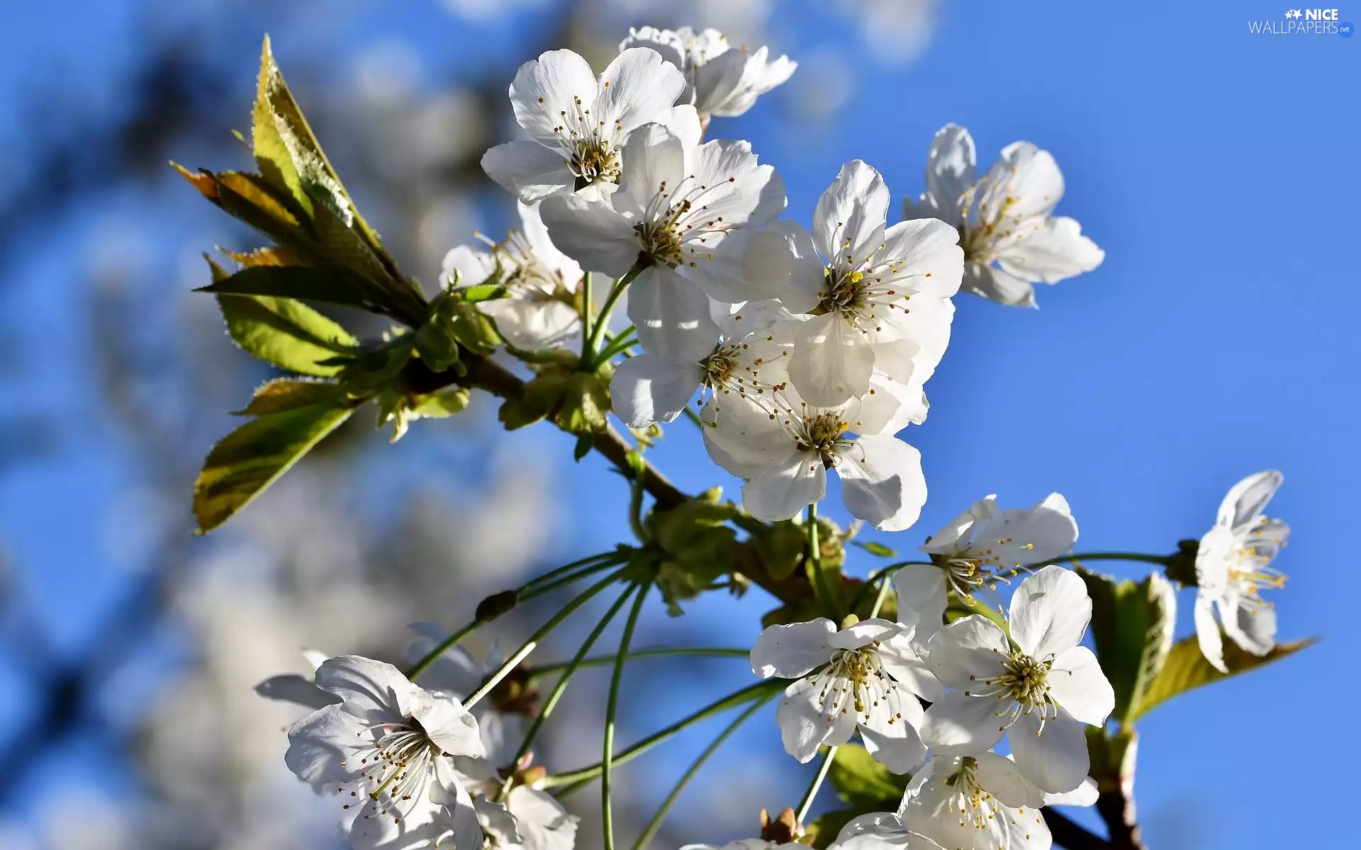 Fruit Tree, cherry, Flowers, Sky, twig