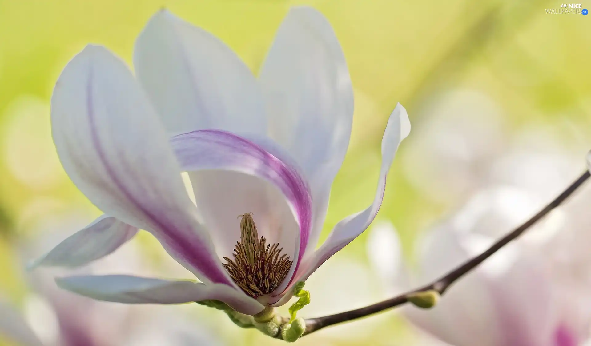 twig, Magnolia, Colourfull Flowers