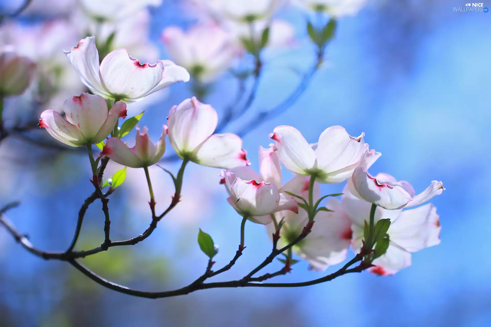 twig, Flowering Dogwood, Flowers