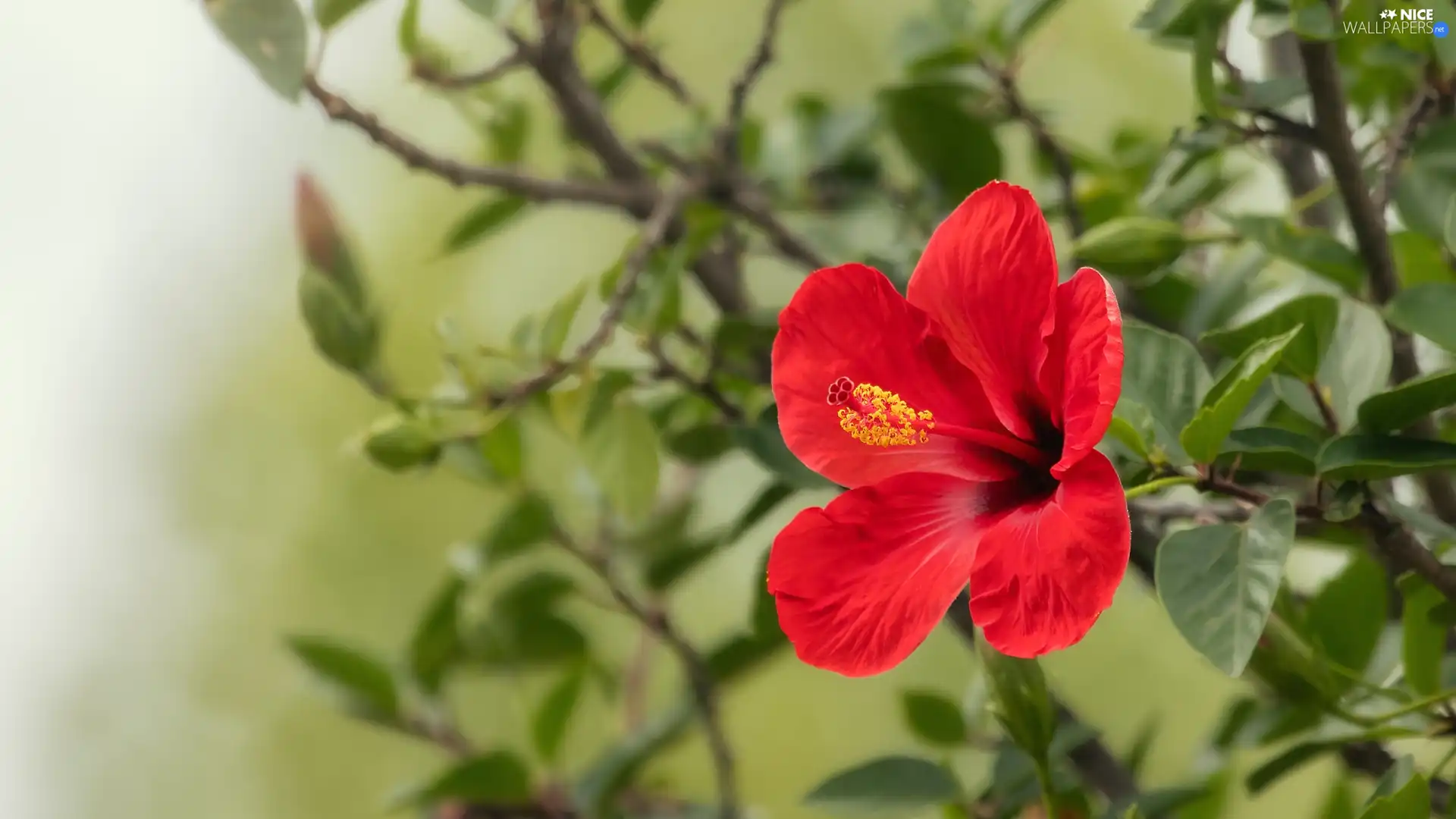 Colourfull Flowers, twig, Leaf, hibiskus