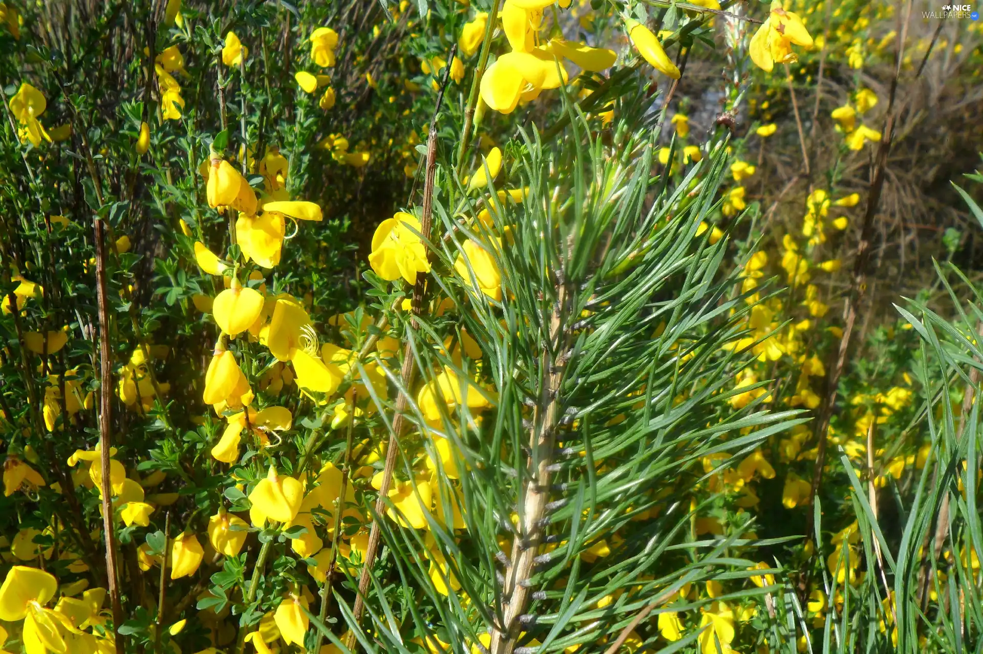 twig, Yellow, Flowers, pine