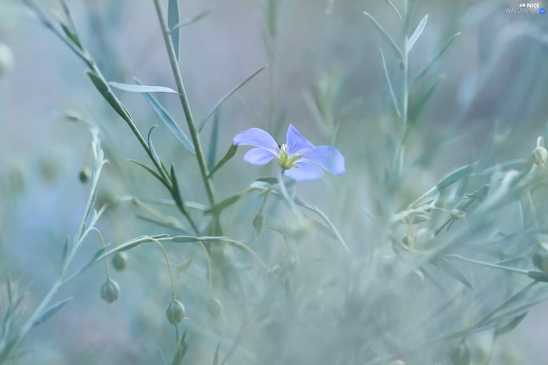 Twigs, blue, Colourfull Flowers
