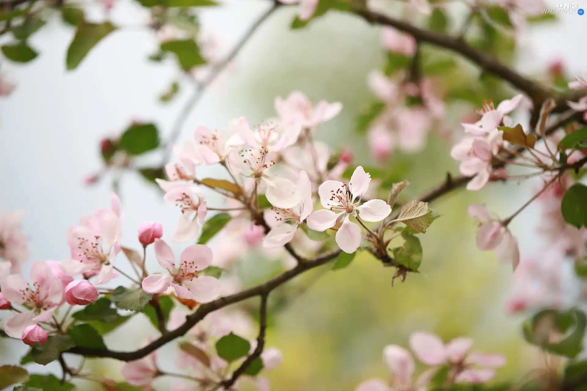 Fruit Tree, Twigs, Flowers, apple-tree, Pink