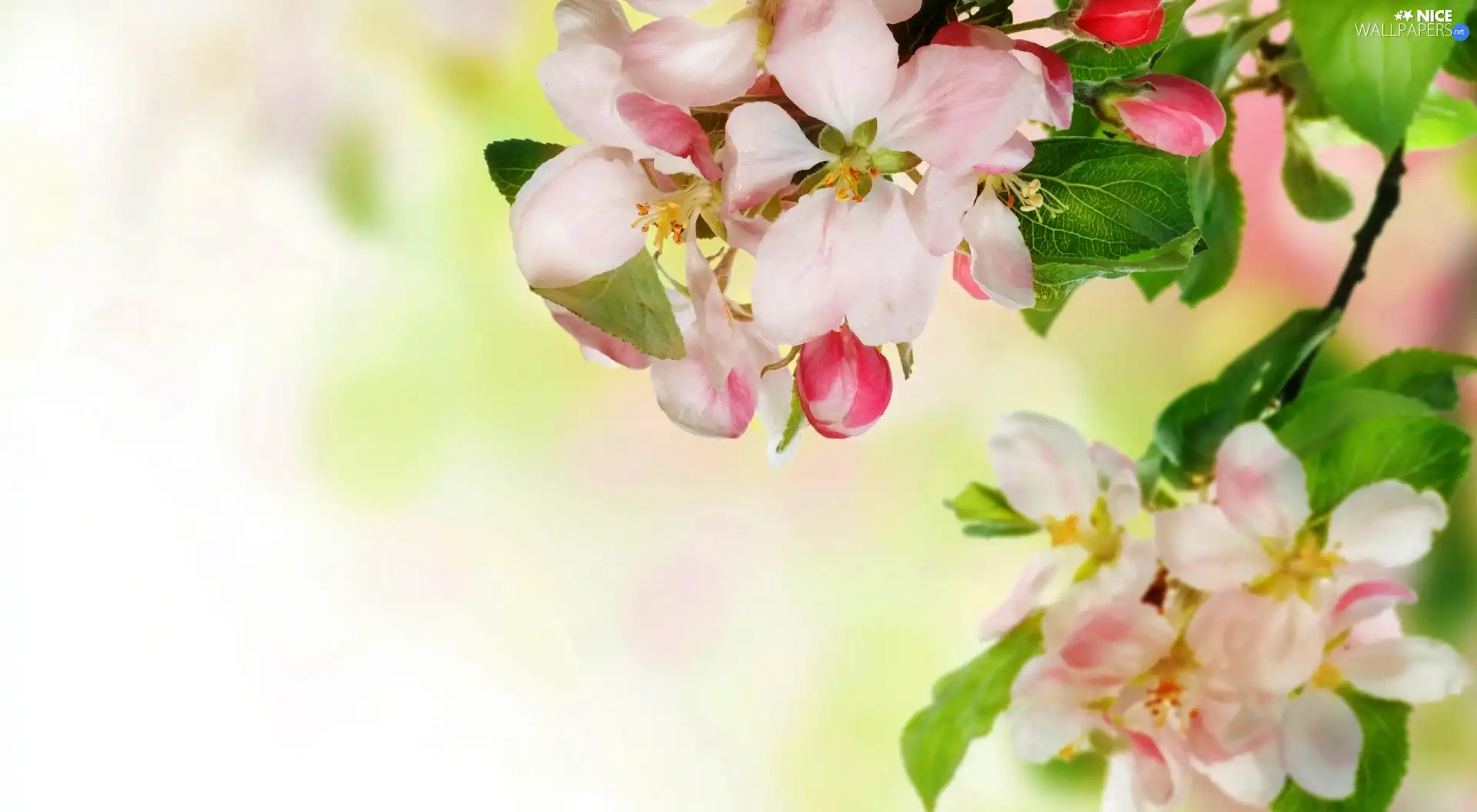 Twigs, viewes, Flowers, trees