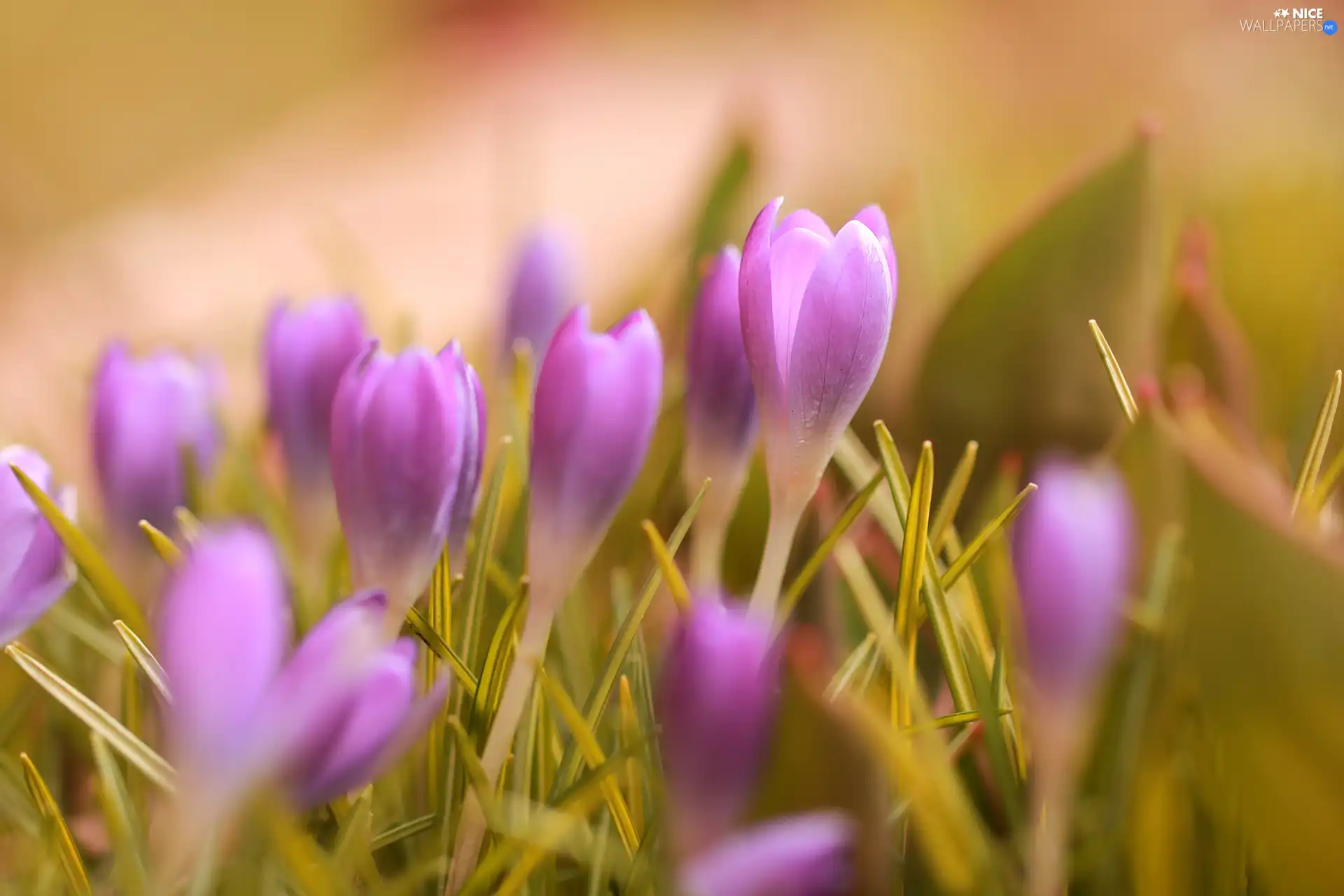 undeveloped, purple, crocuses, Flowers