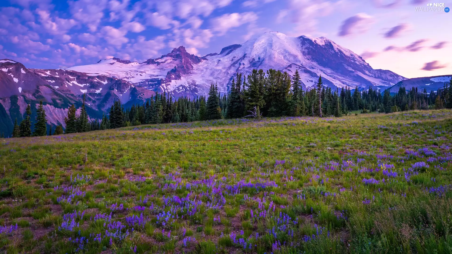 Mountains, Washington State, Flowers, Mount Rainier National Park, The United States, Meadow, clouds