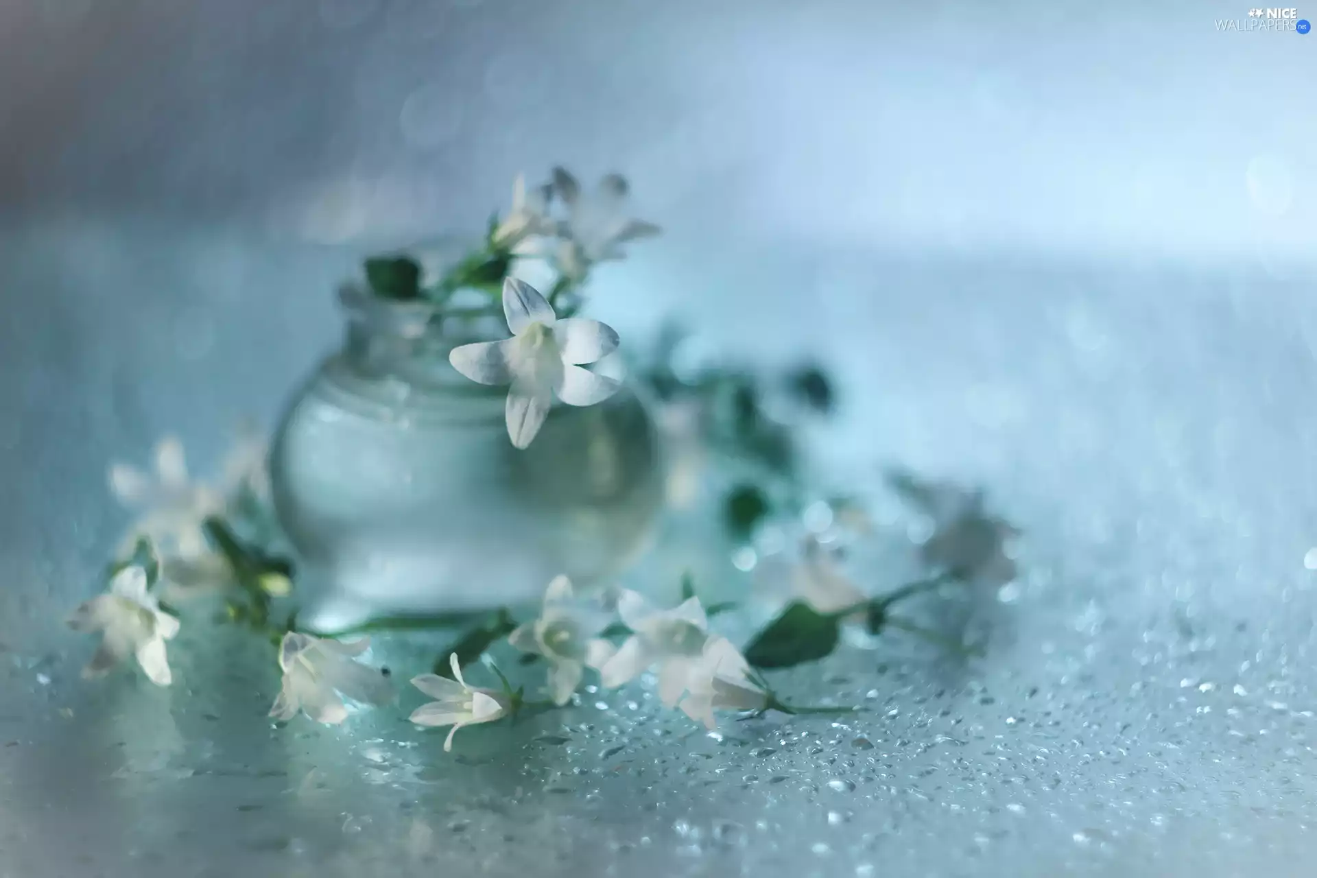 White, Flowers, vase, Dalmatian bellflower