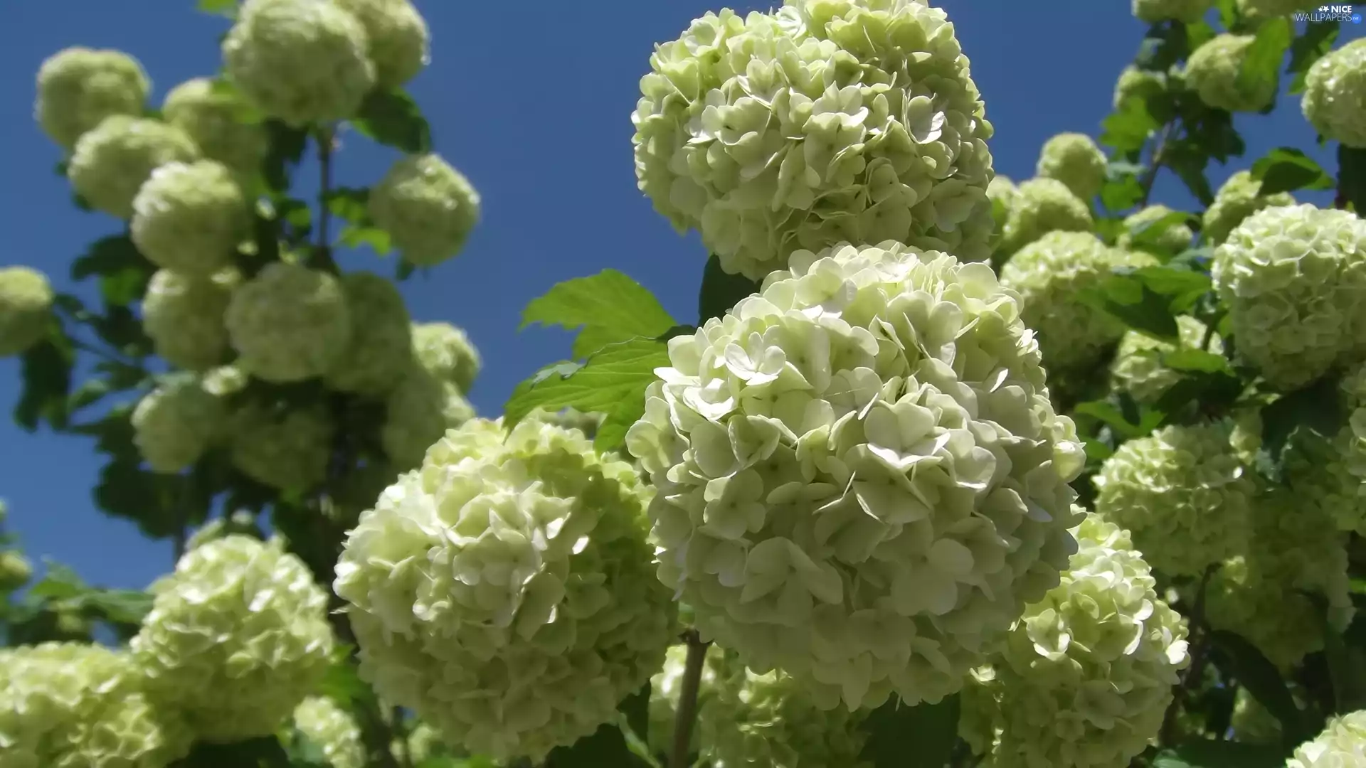 beatyfull, flowers, Viburnum Opulus, Buds