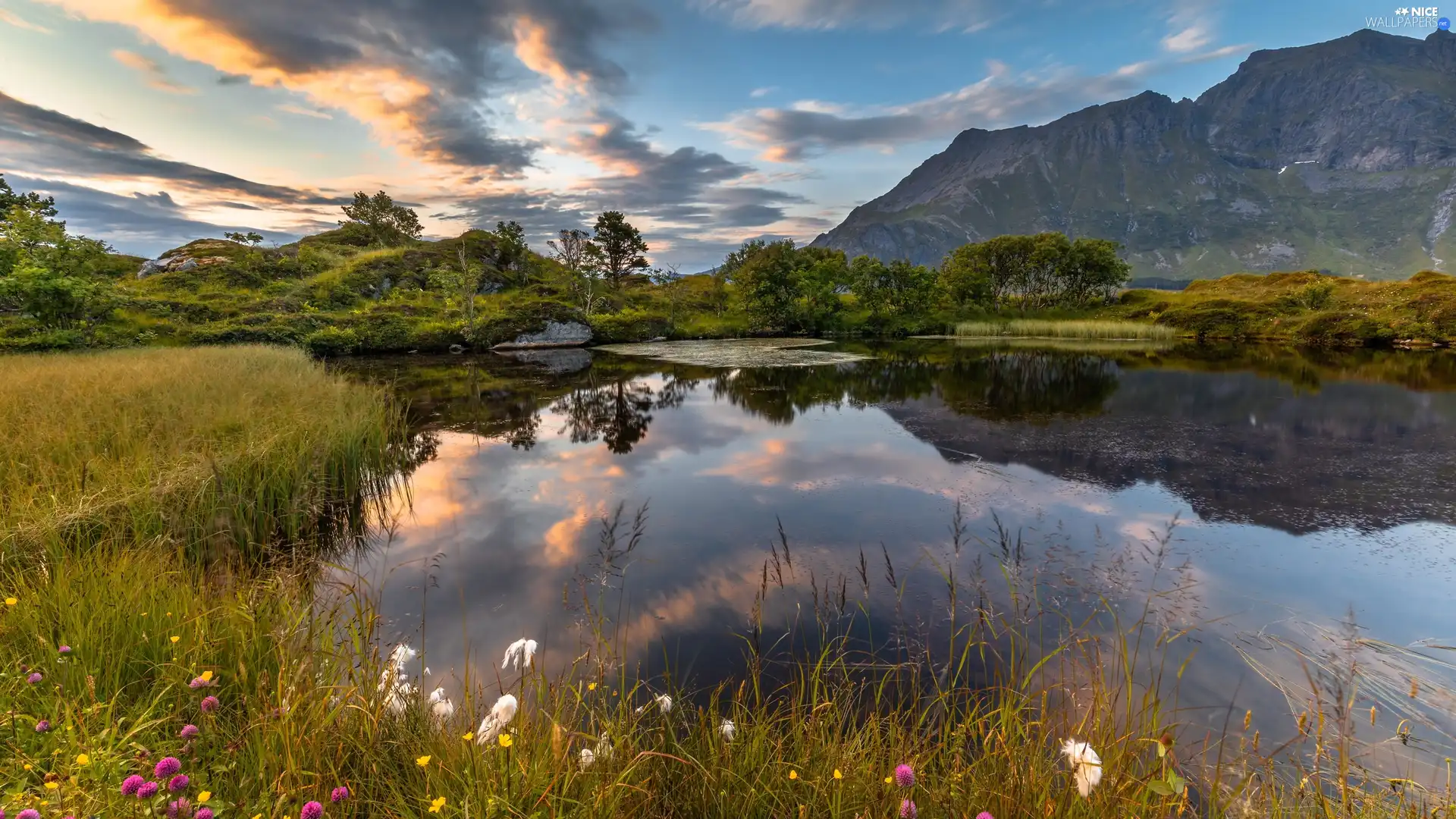 grass, coast, viewes, Flowers, lake, trees, Mountains