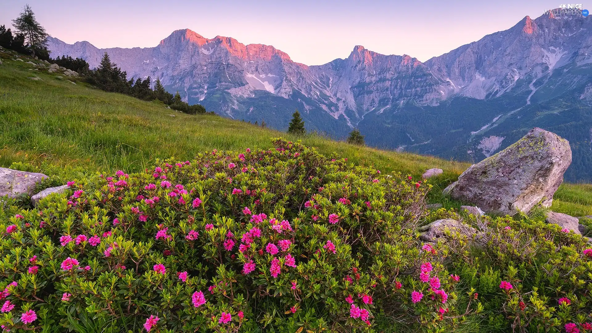 Rhododendron, Meadow, viewes, Flowers, Mountains, trees, Stones