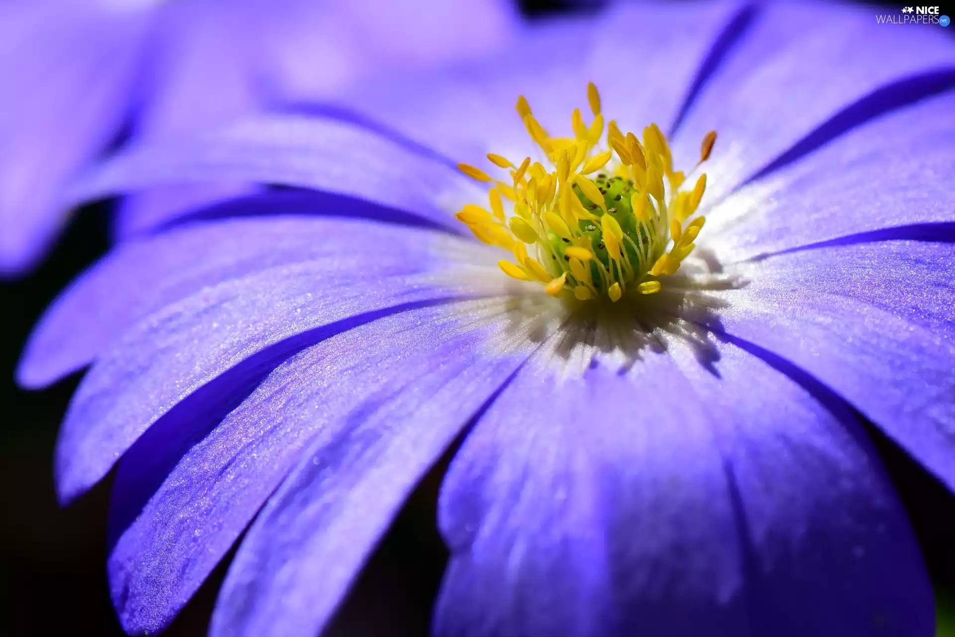 rods, Close, Colourfull Flowers, Yellow, Violet