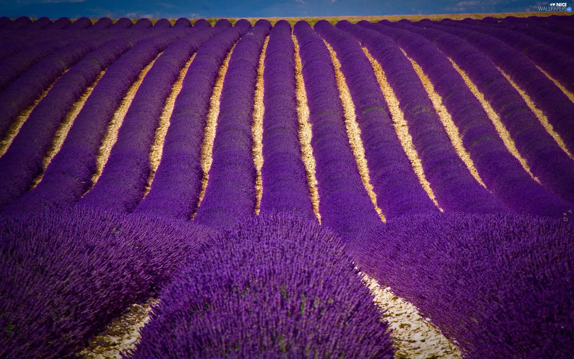 Field, Narrow-Leaf Lavender