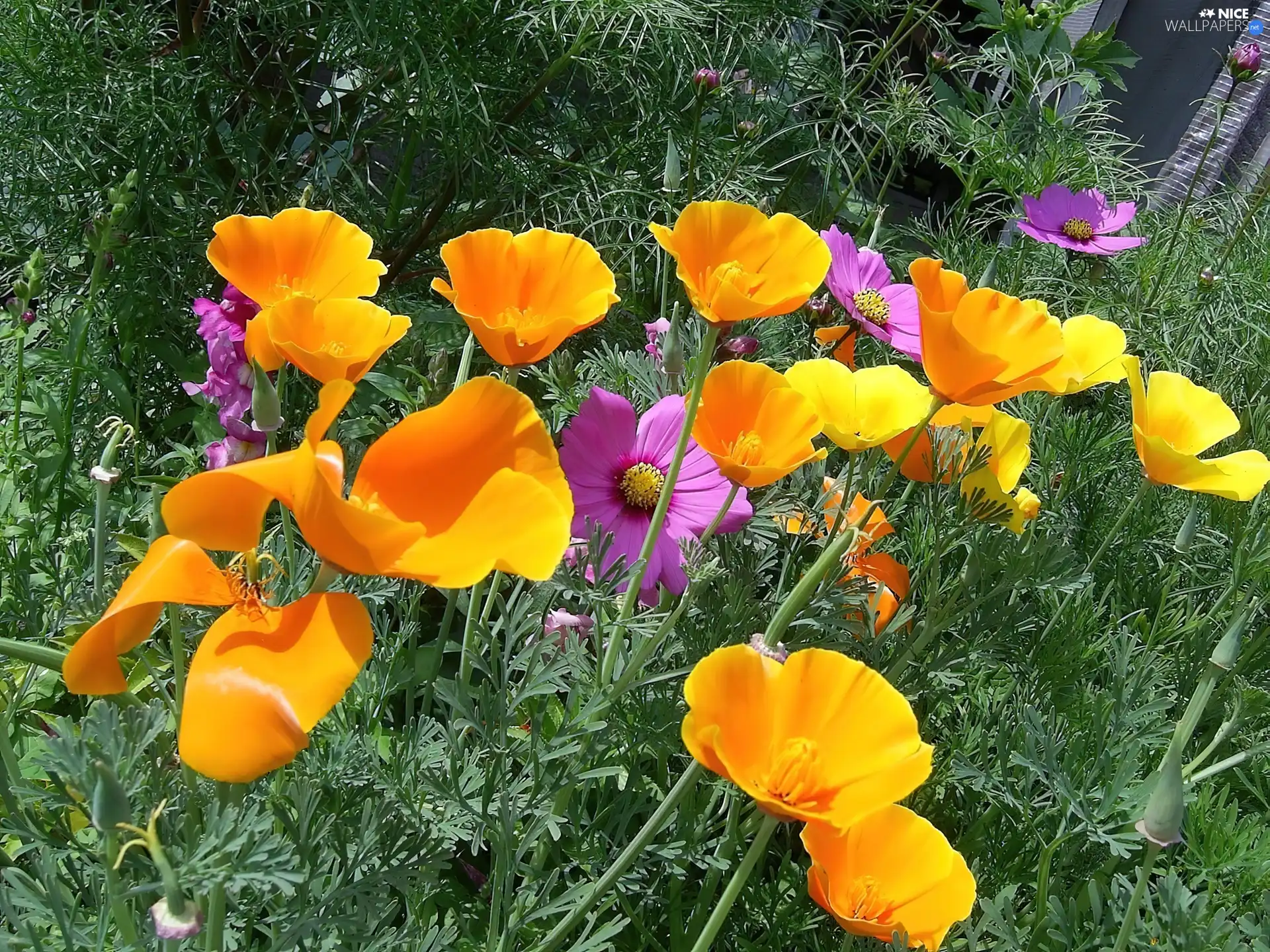 Violet, Yellow, Flowers, Cosmos