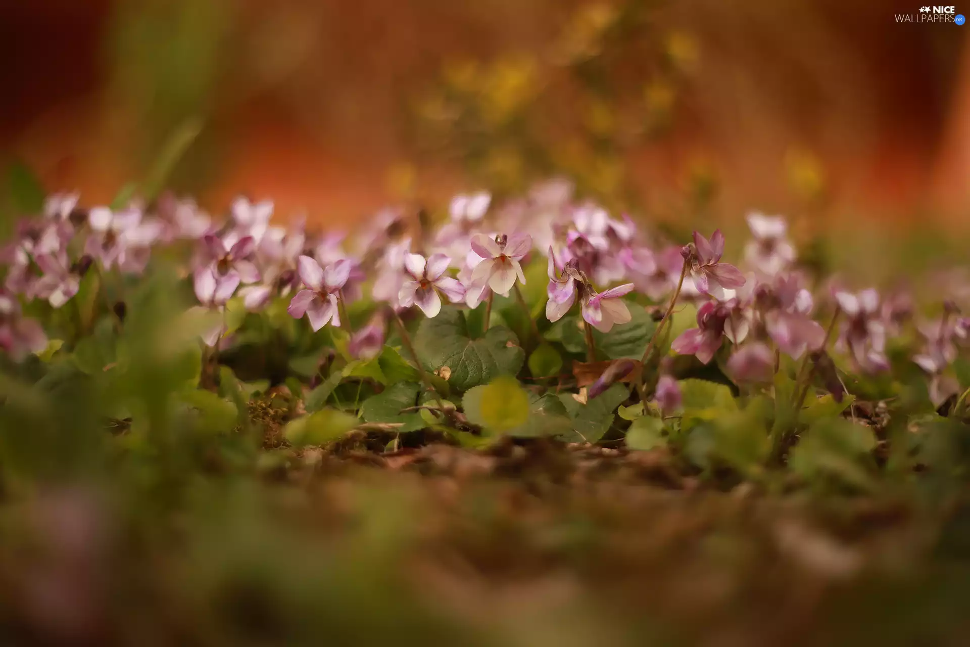 Flowers, Pink, Violets