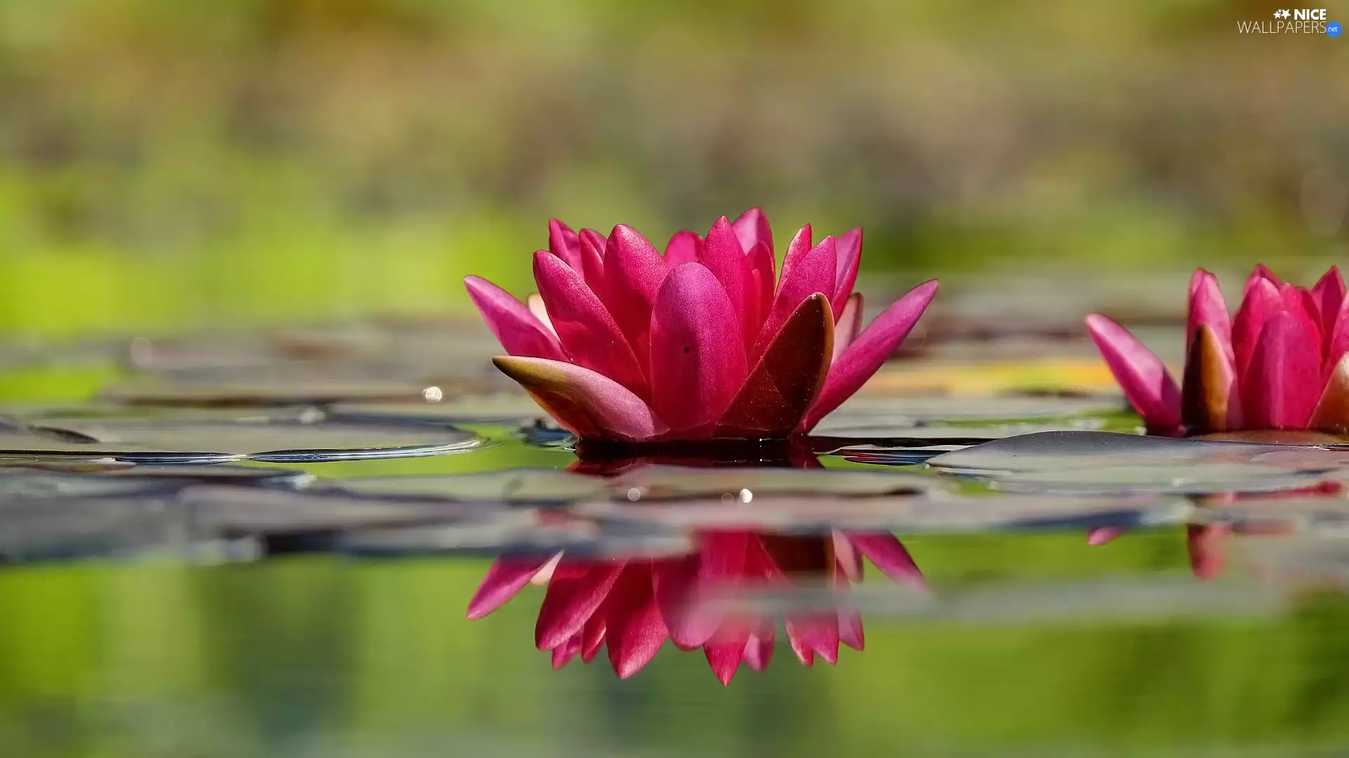 Water lilies, Red, Flowers