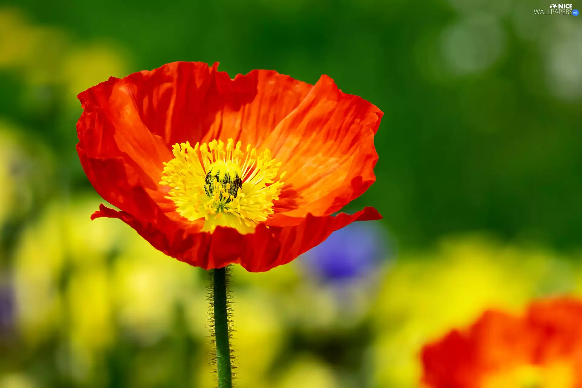 blurry background, Colourfull Flowers, red weed