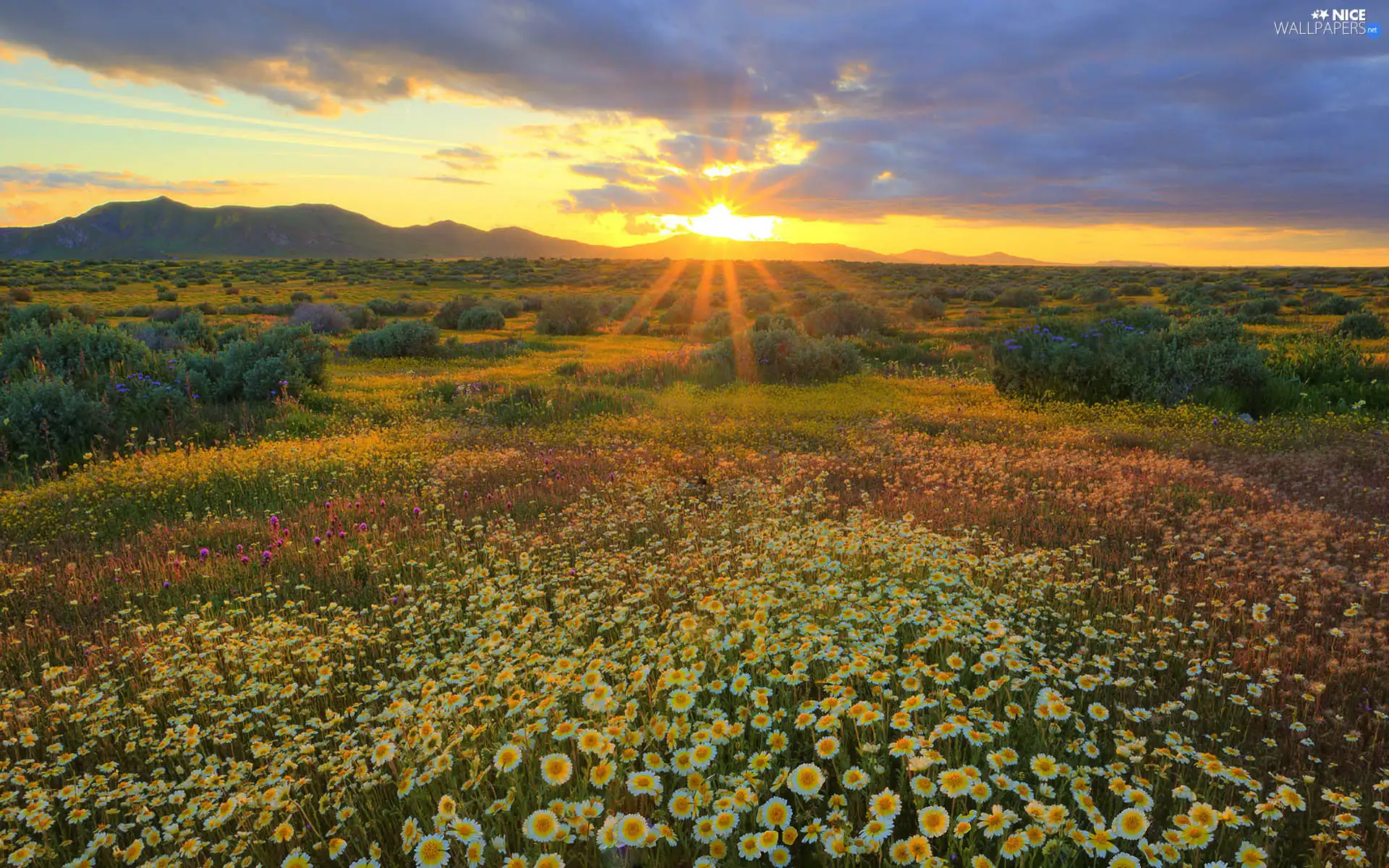 west, Meadow, Flowers, sun