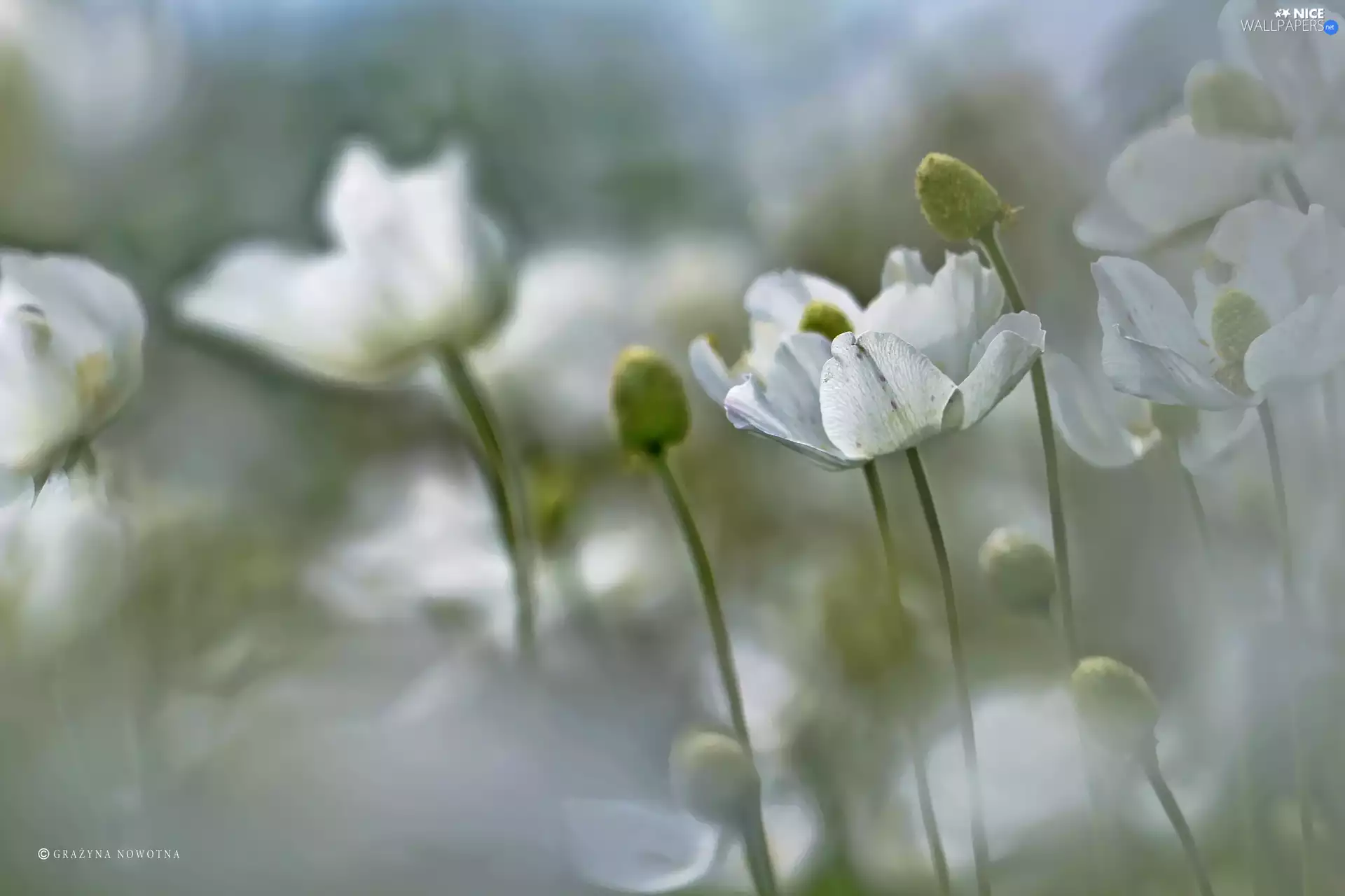 Flowers, Anemones, White