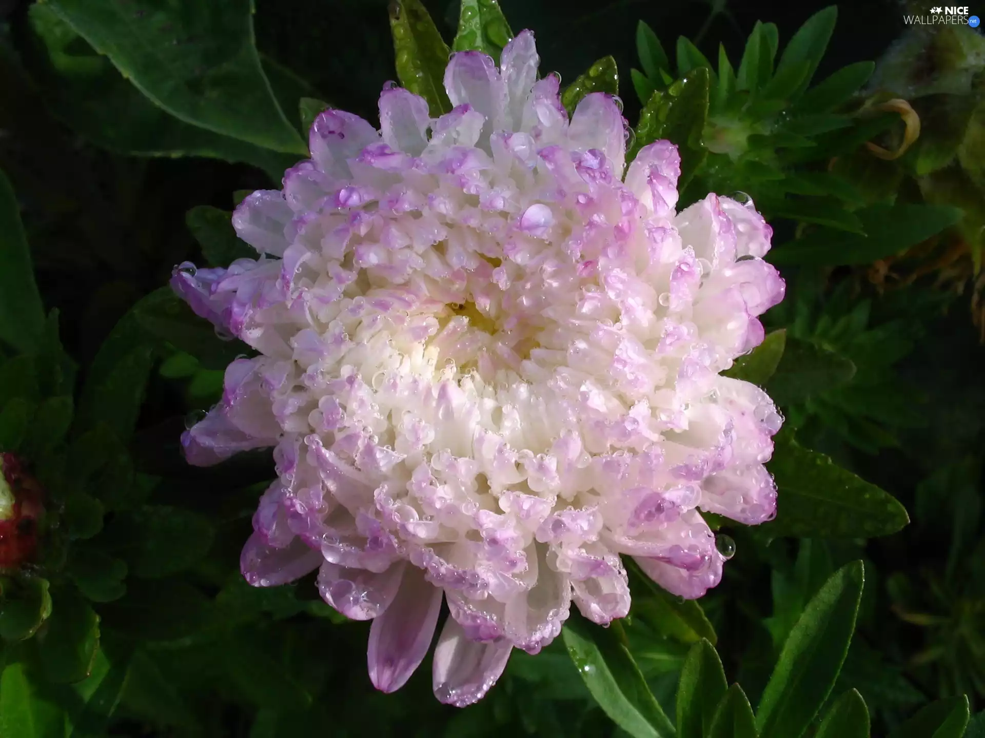 Colourfull Flowers, white, Violet, Aster