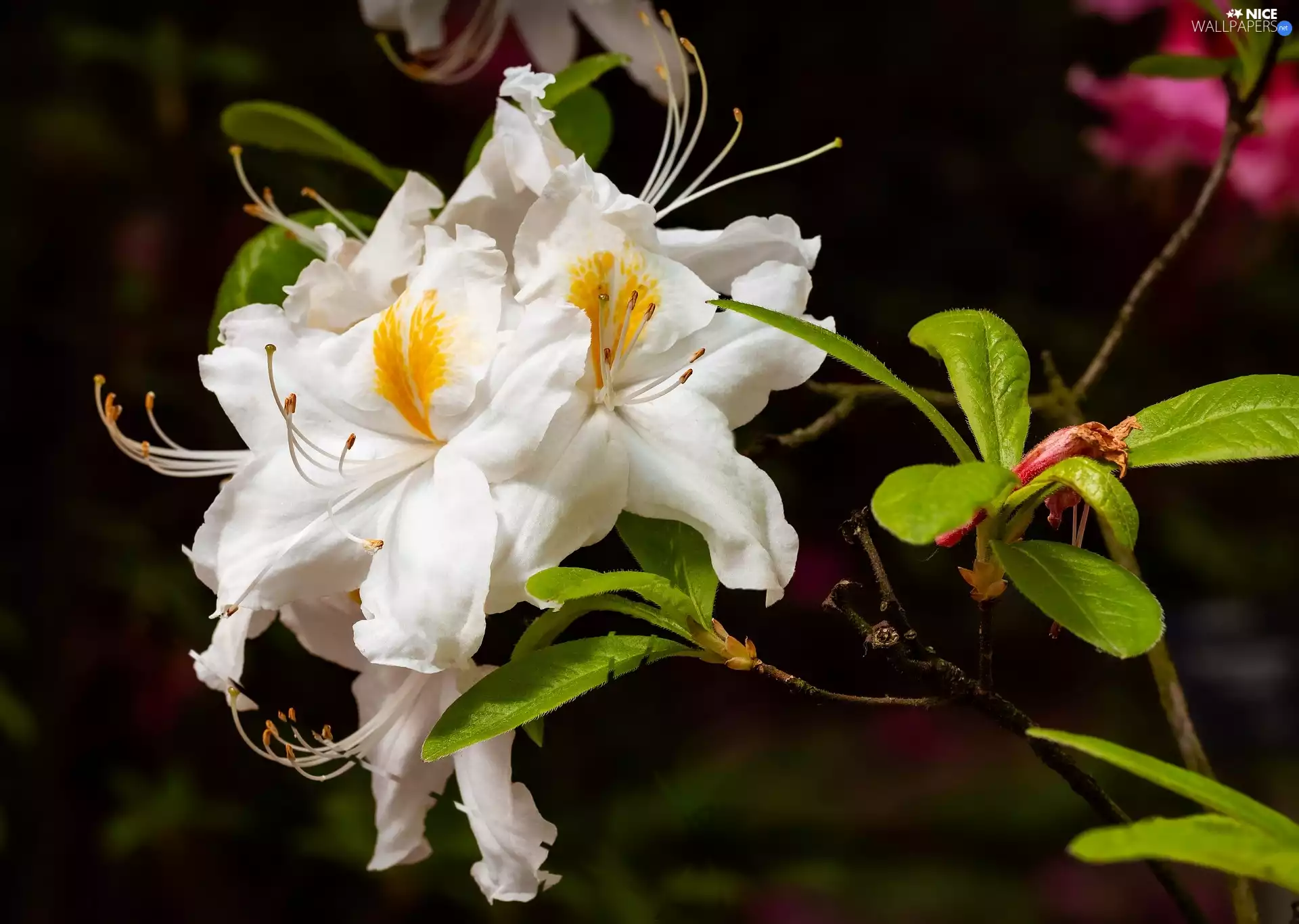 White, rhododendron, azalea, Flowers