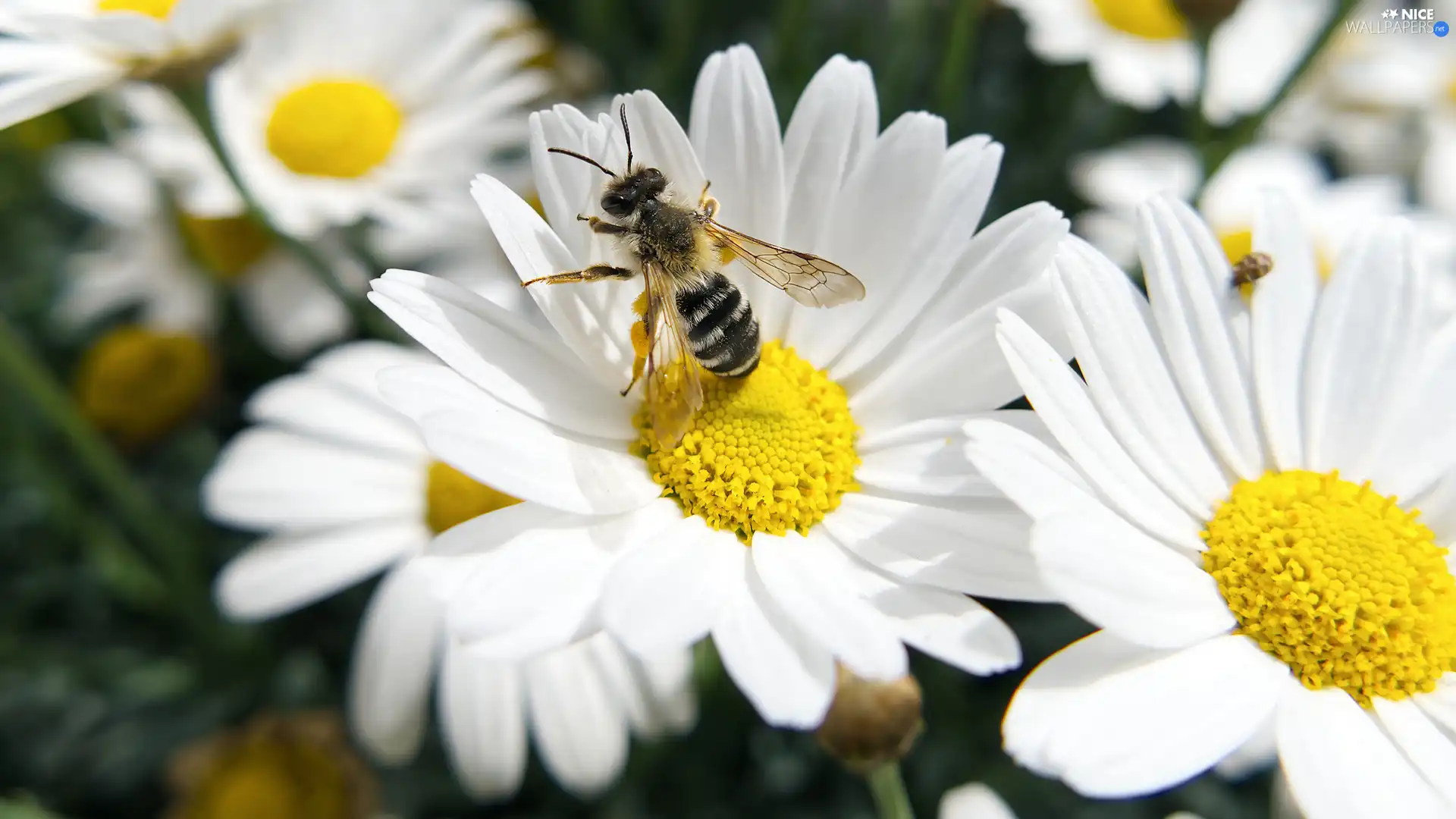 White, daisy, bee, Flowers