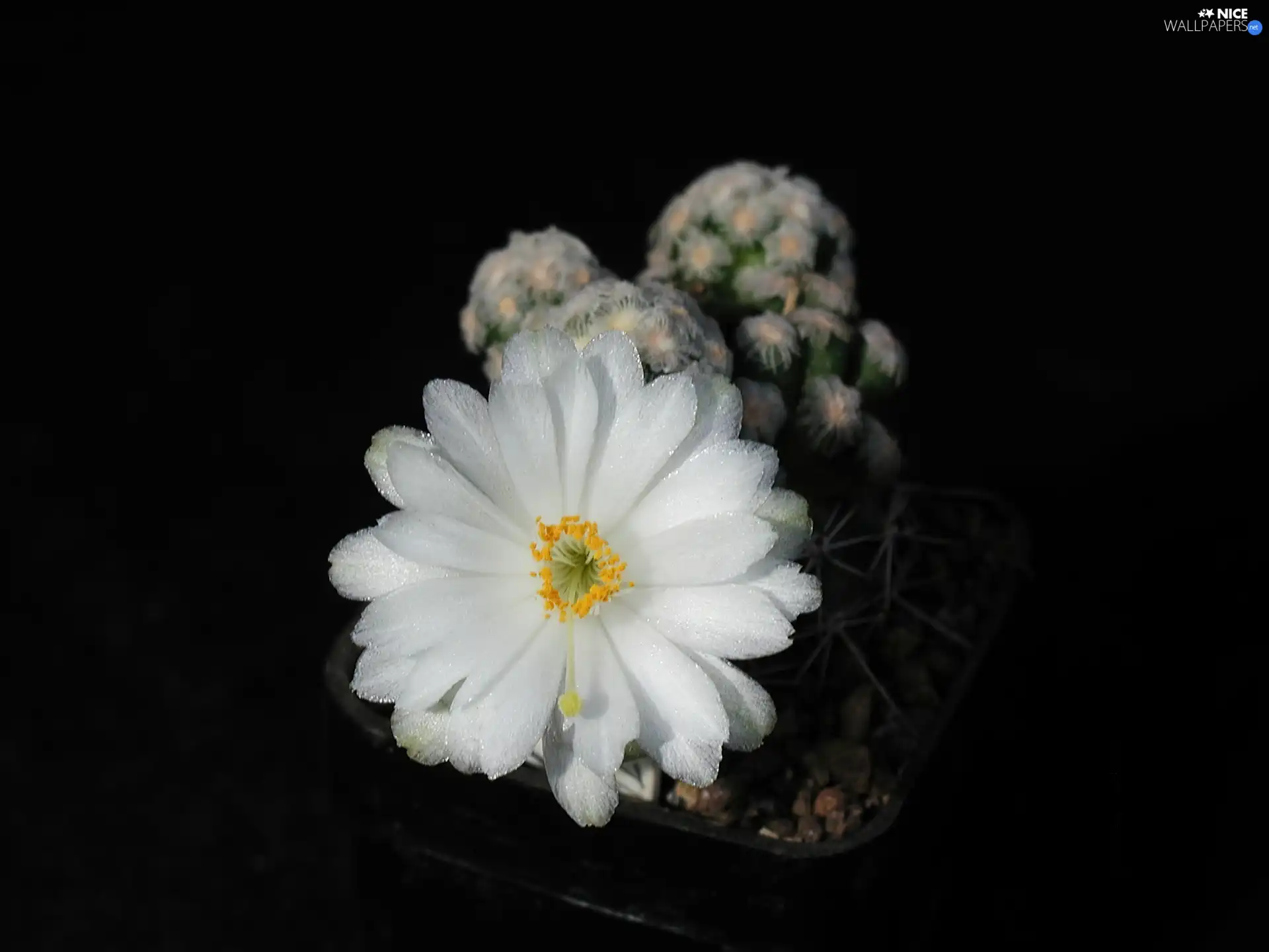 Flowers, Cactus, White