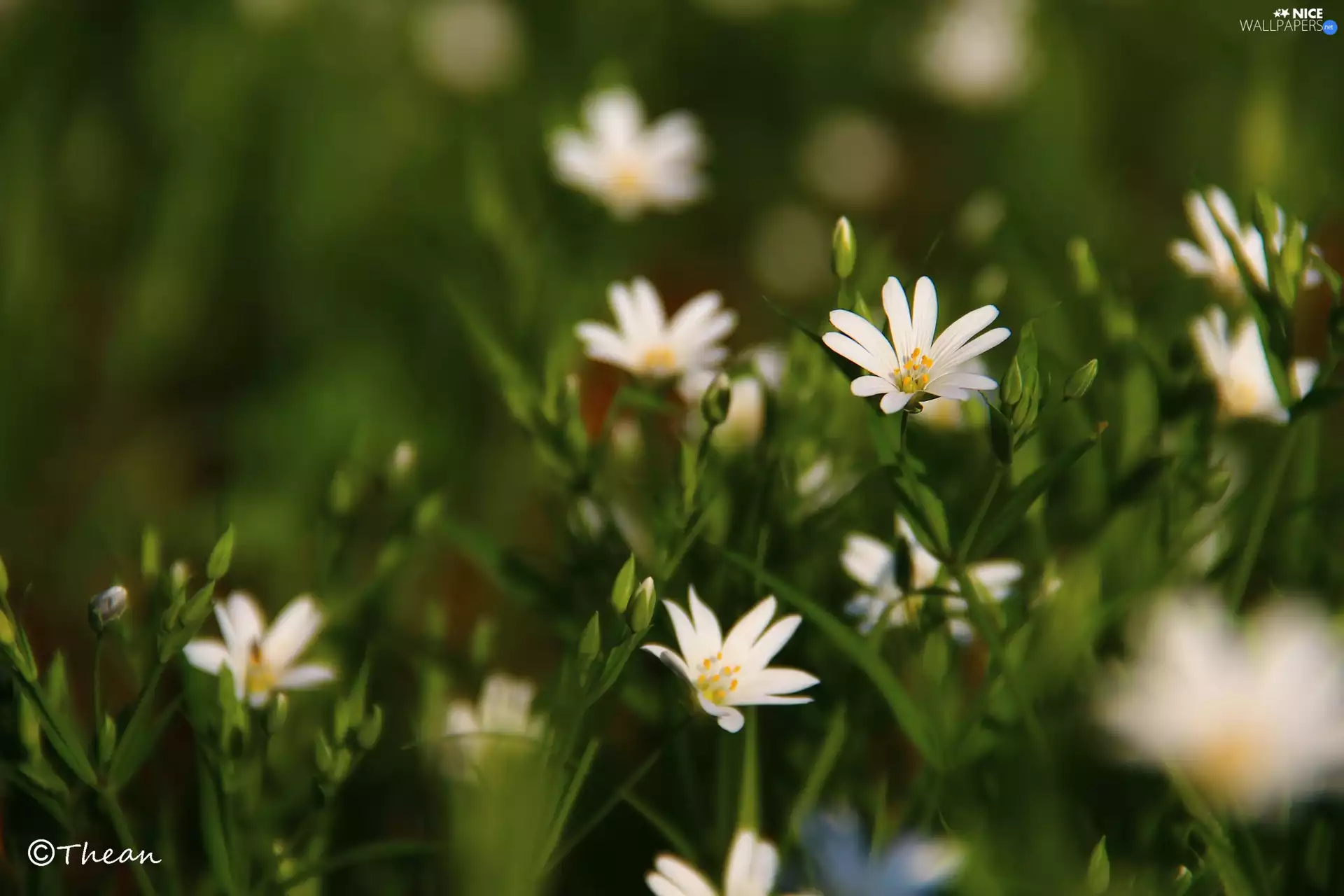 Flowers, Cerastium, White