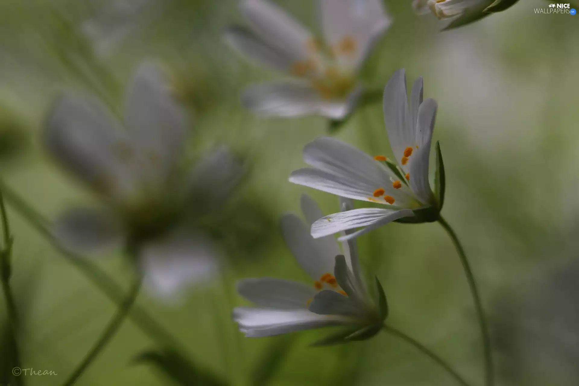Flowers, Cerastium, White