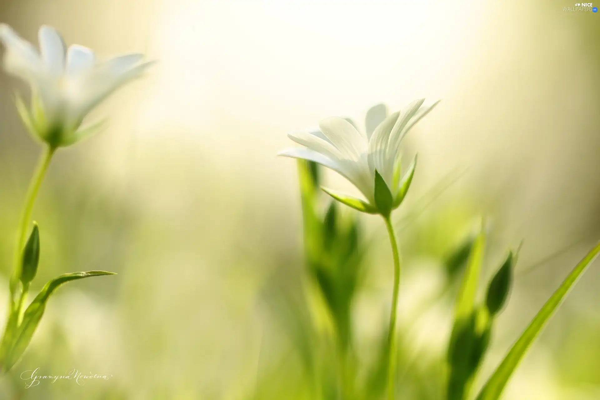 Flowers, Cerastium, White