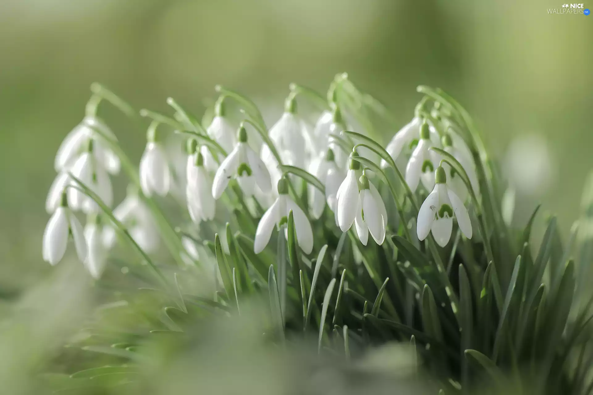 White, snowdrops, cluster, Flowers